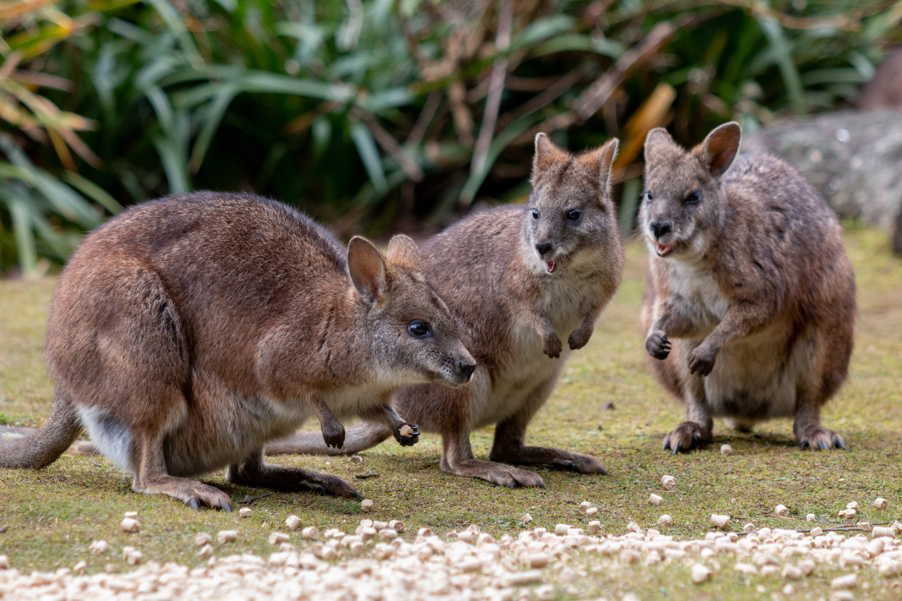 Parma wallabies on the Mount Wilson property of conservationist Peter Pigott. Mr Pigott helped bring a group of wallabies back to Australia from New Zealand in 1969 after the species was thought to be extinct.