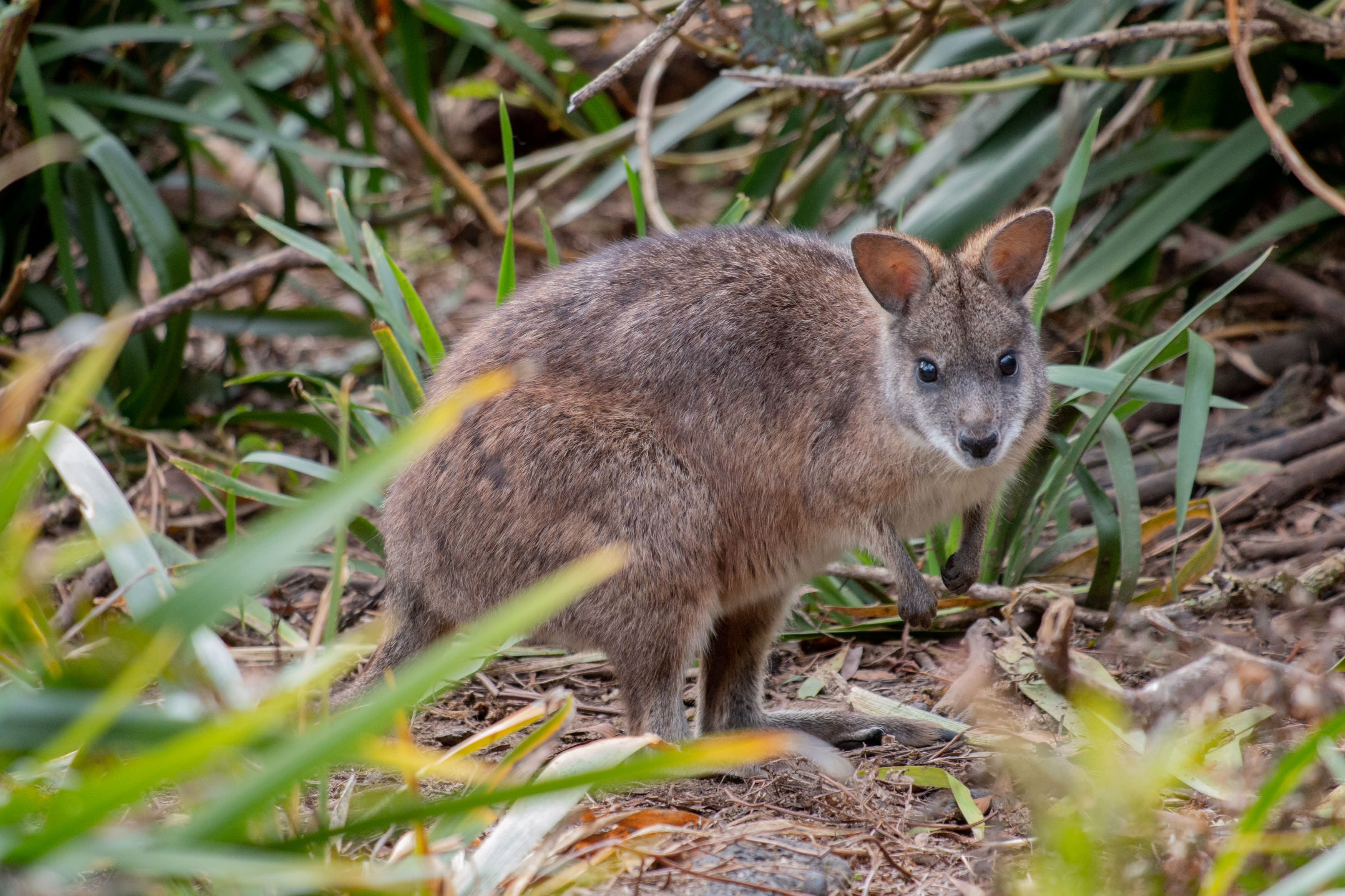 A parma wallaby on the Mount Wilson property of conservationist Peter Pigott. Mr Pigott helped bring a group of wallabies back to Australia from New Zealand in 1969 after the species was thought to be extinct.
