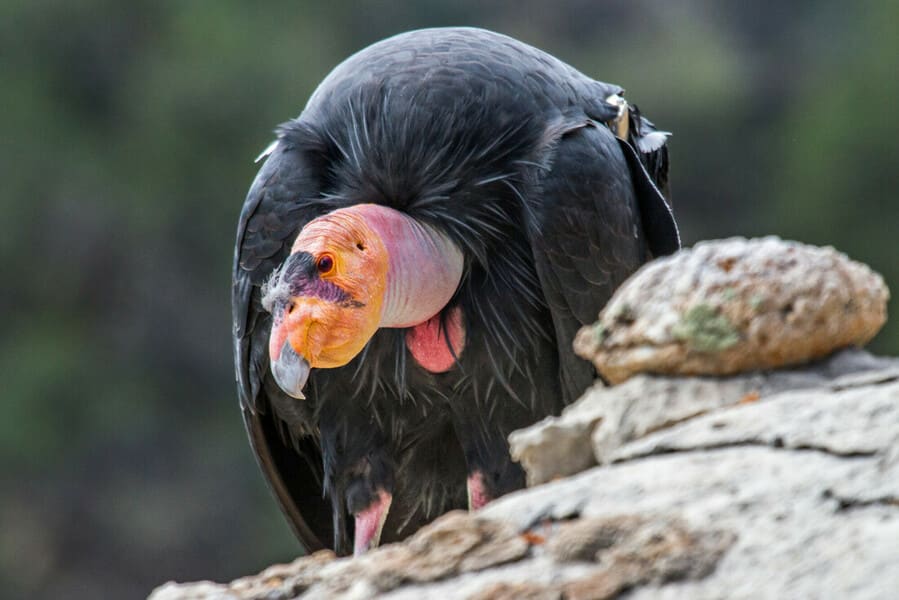 Californian Condor