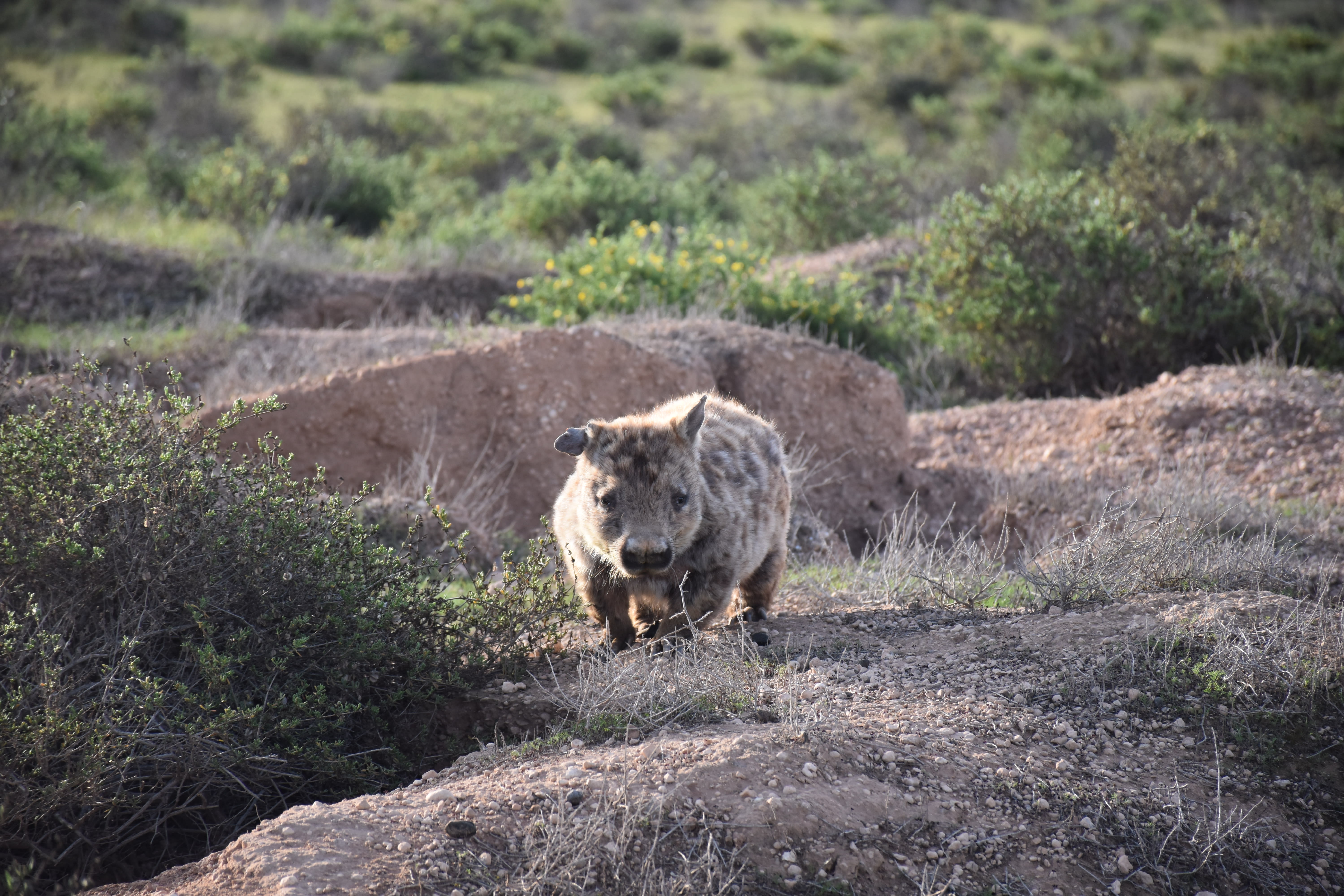 Darren Grover and Francesca Roncolato in Swan Reach wombat trapping with researcher David Taggart and 3 Phd students as part of a potential new project on climate impacted species.