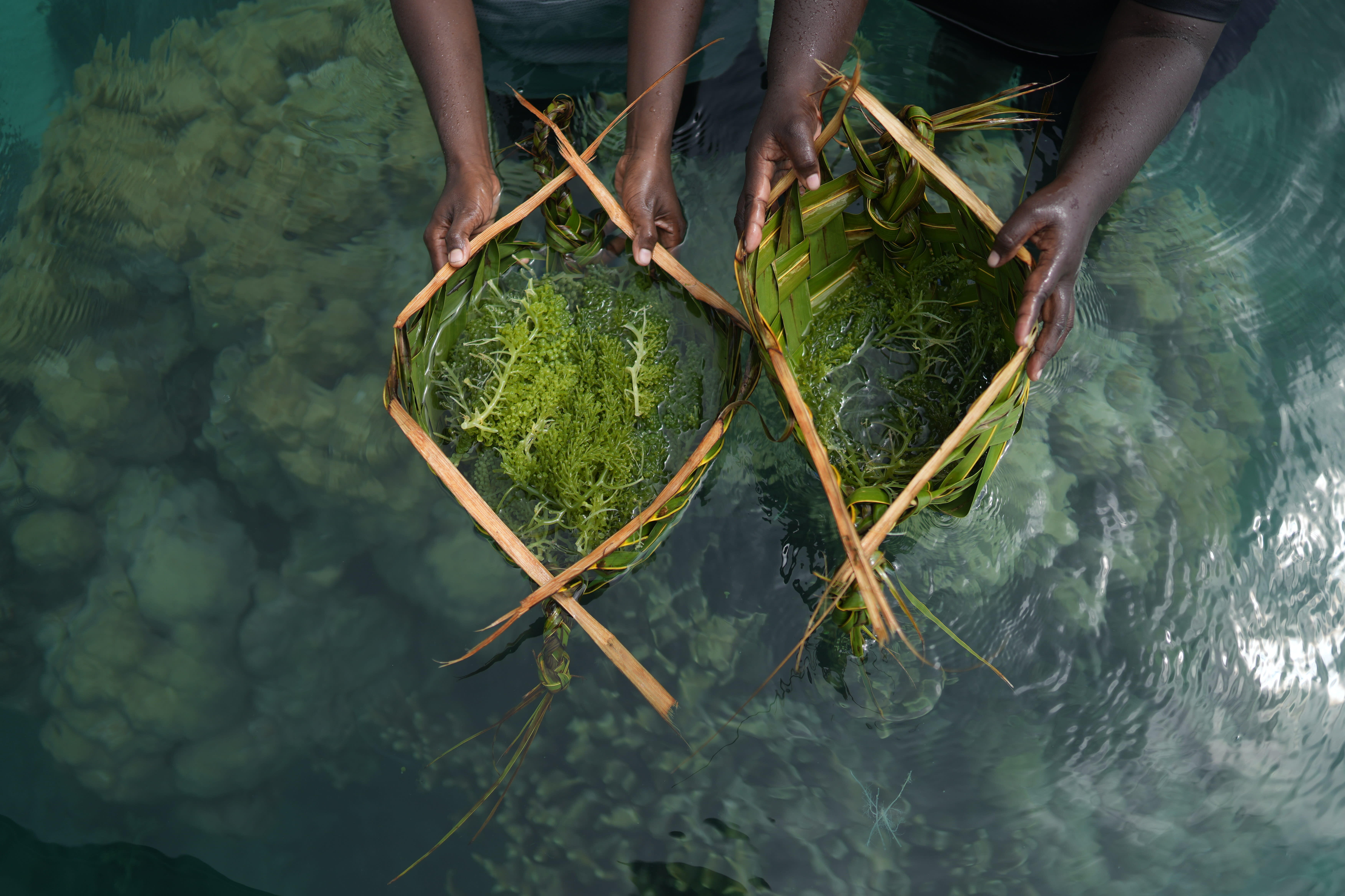Kilu and Oneidah from Boboe Island, harvesting sea grapes