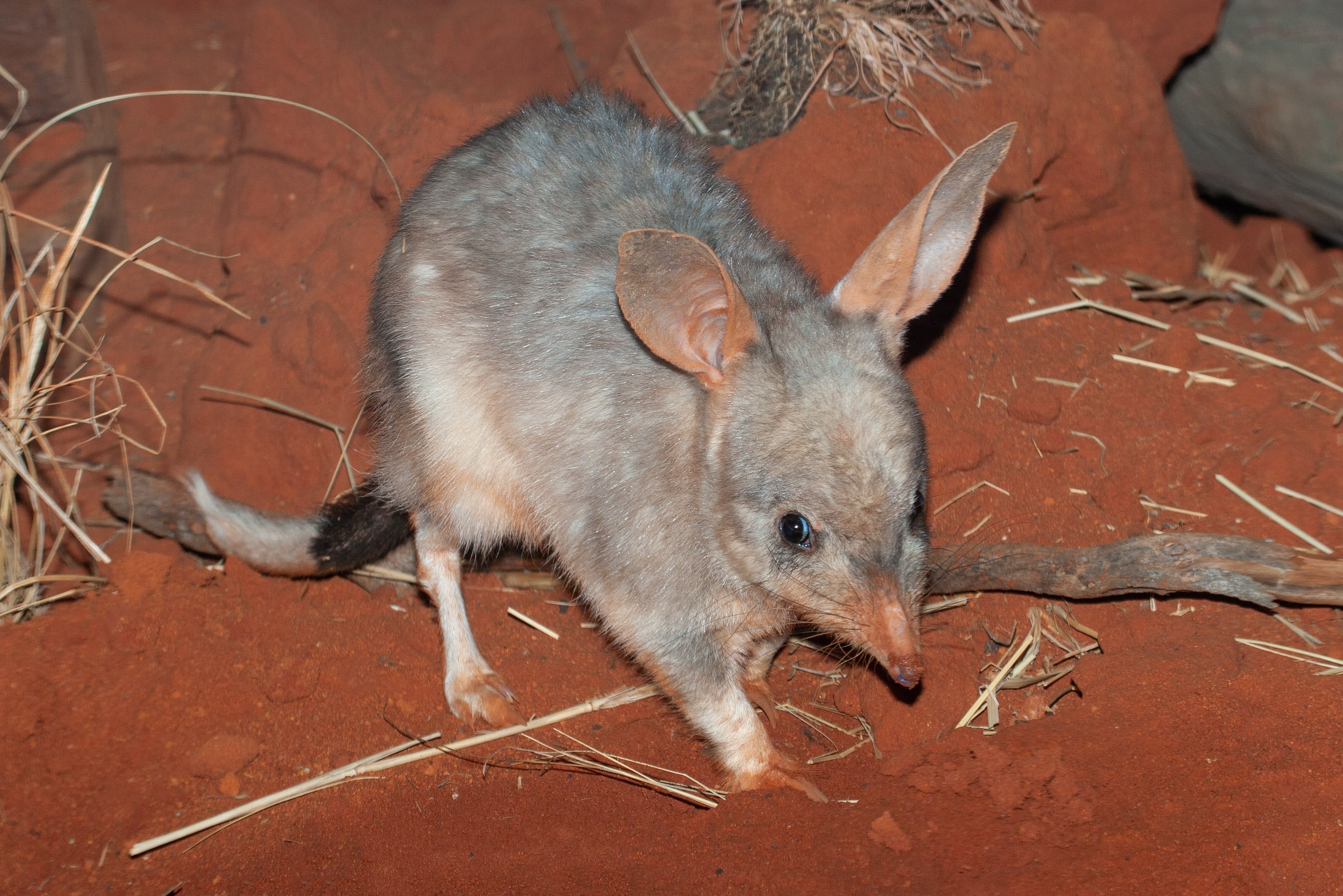 Greater bilby on red soil