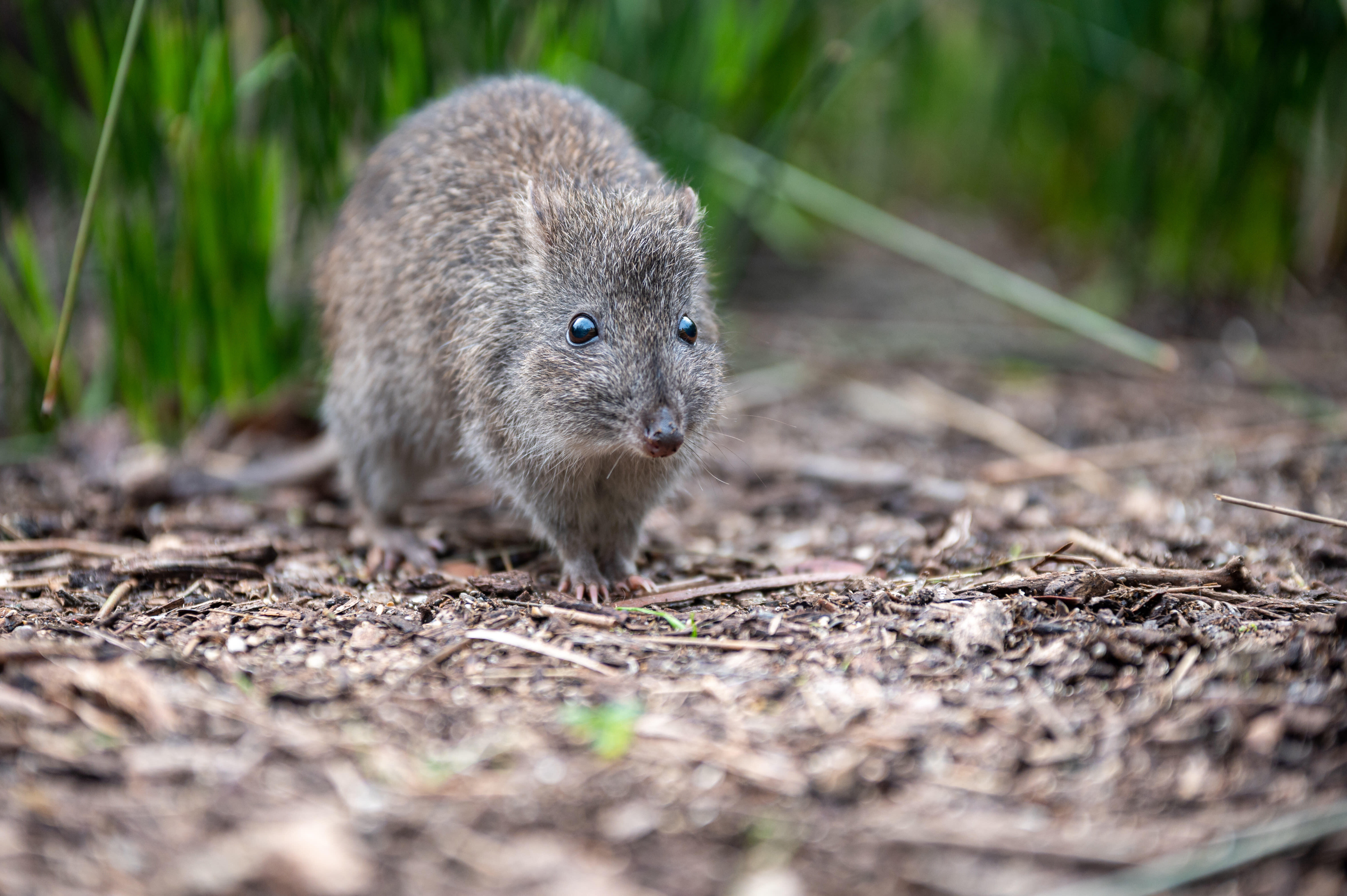 Long-nosed potoroo close-up