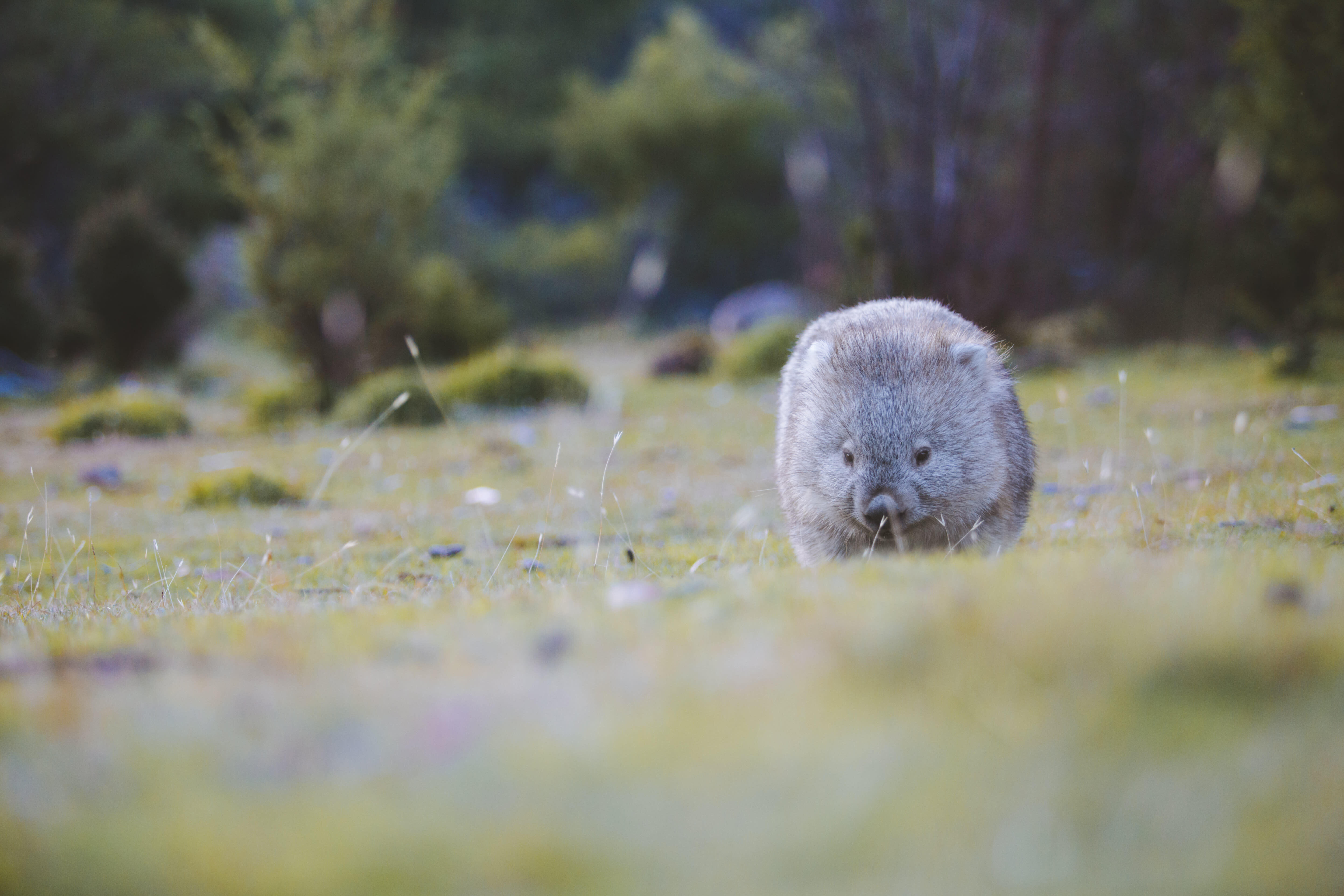 A wombat walking through grass with a blurry forest in the background.