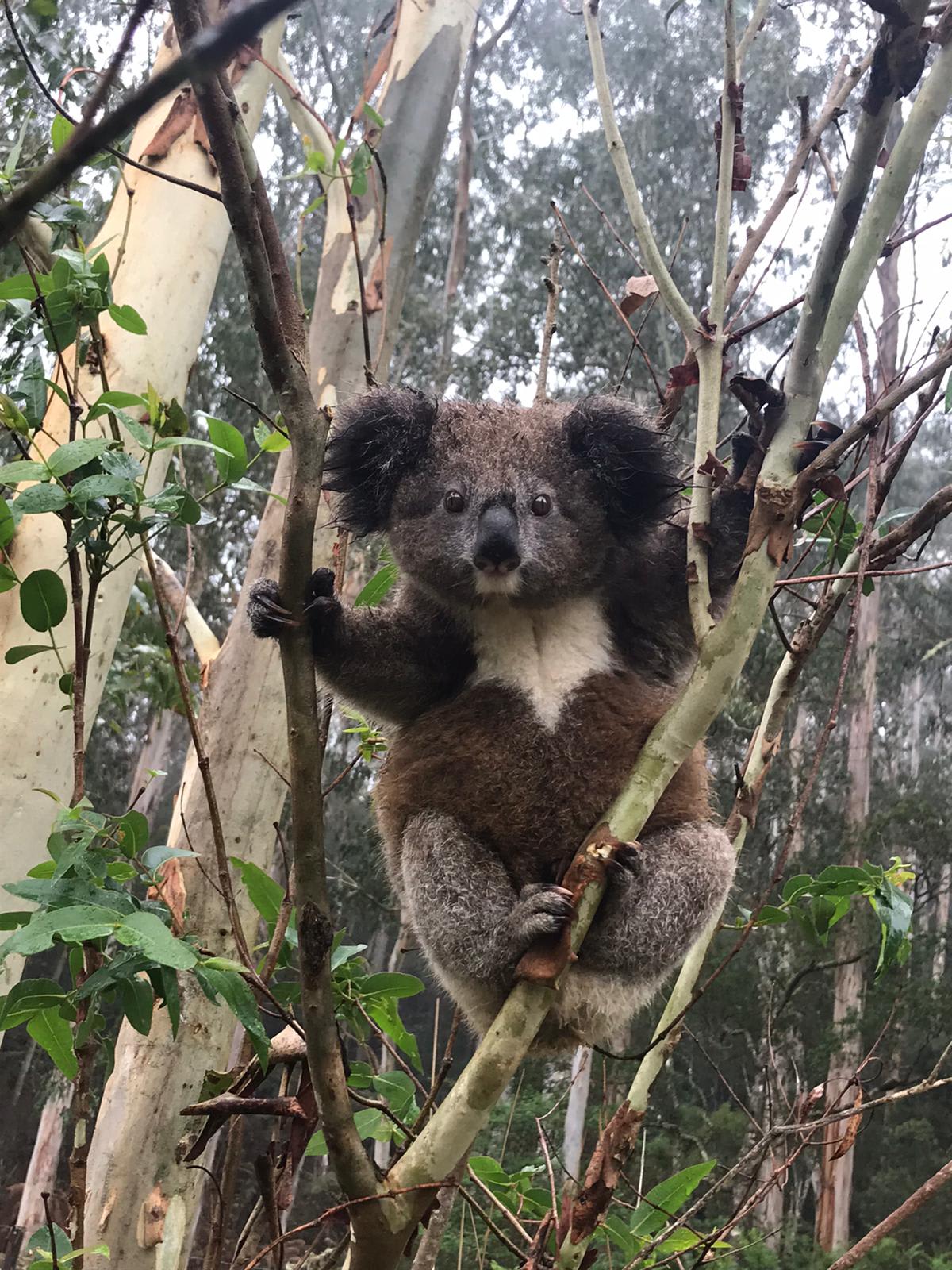 A young koala on Dorrigo Plateau where a group of chlamydia-free koalas were discovered. These koalas look different to other koalas in the region with thicker, darker fur.