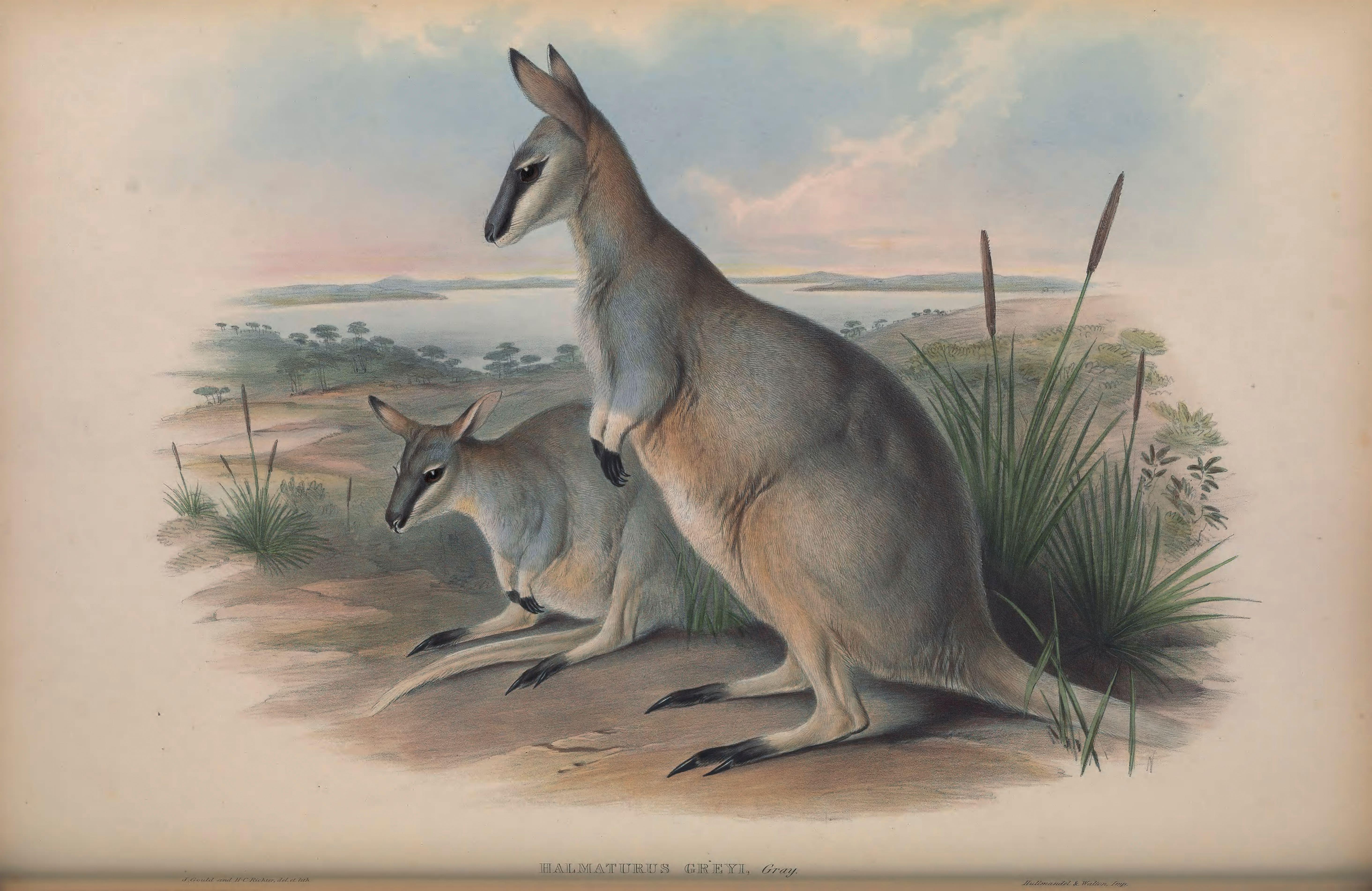 img_toolache_wallaby_illustration