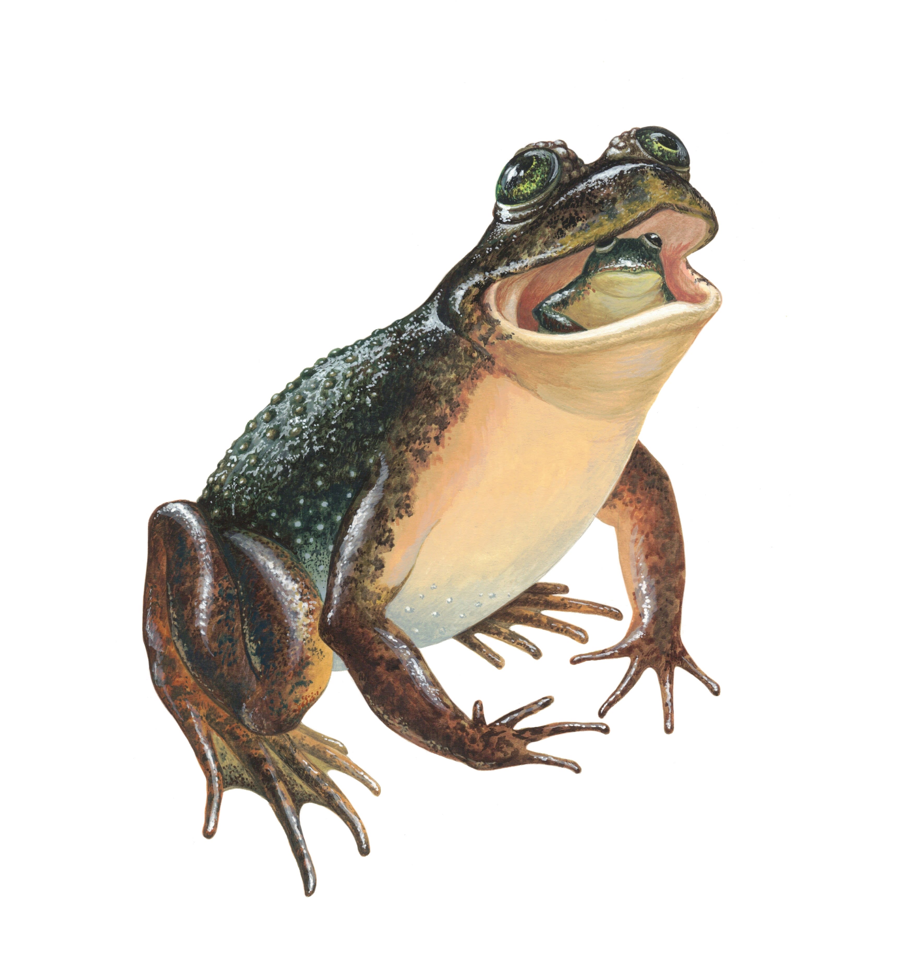 img_Southern_gastric-brooding_frog