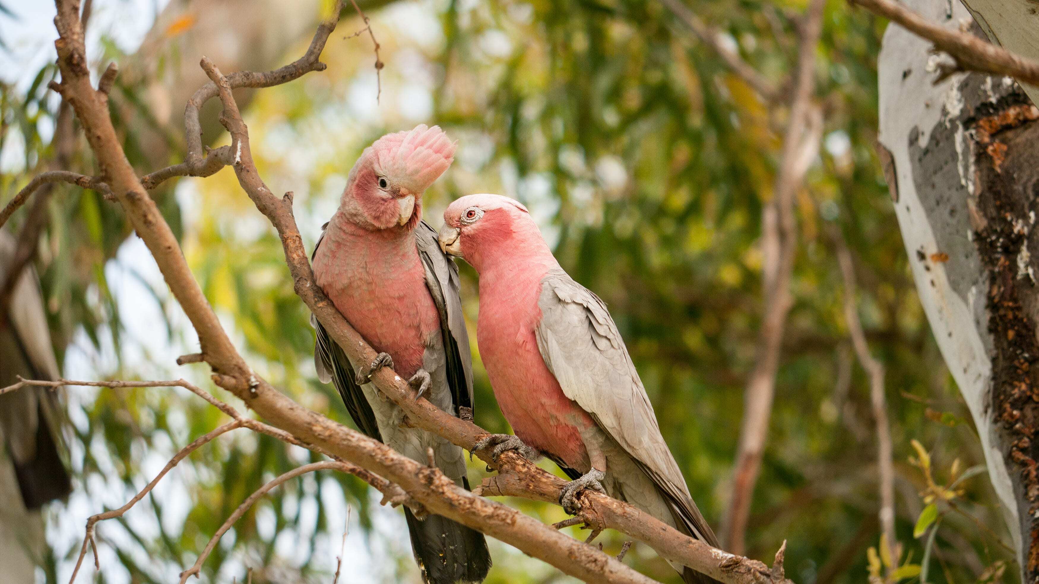 Stock image of a pair of galahs perched on a tree.