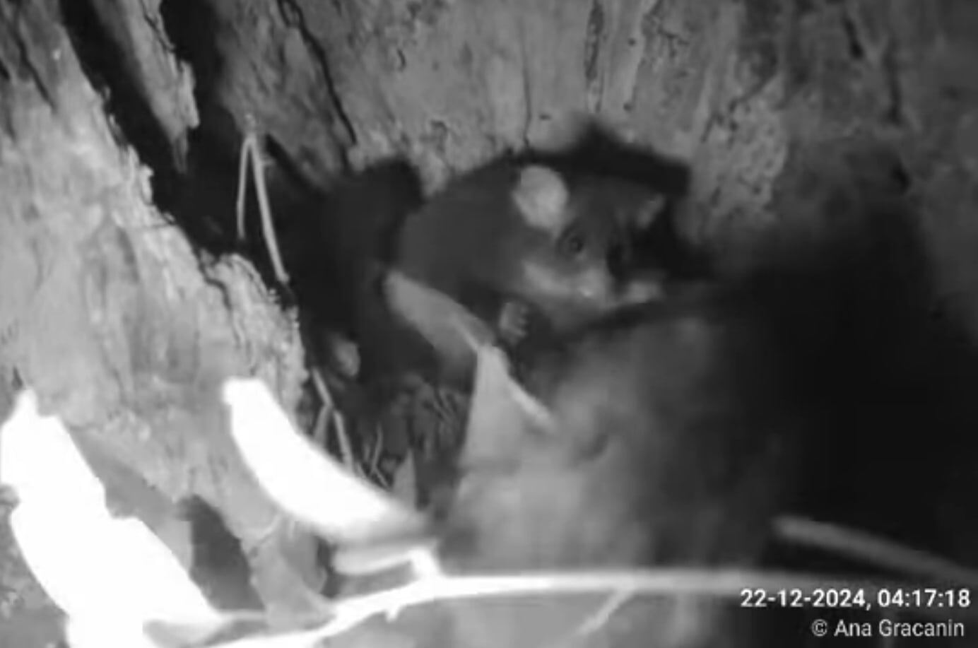 Dad Milo carries leaves in for his joey Milo
A world-first livestream from inside the hollow of a greater glider family has filmed stunning parental behaviour never before witnessed.
The livestream stars mum, Pip; dad, Milo; and joey, Brimi (sex unknown). Video of Milo carrying leaves into the hollow with his tail for Brimi to eat was a major discovery. Greater gliders are often described as having a tail that is not prehensile – meaning their tail does not grip. Milo’s behaviour challenges that thinking.
The other revelation is the amount of social interaction among family members. Pip, Milo, and Brimi groom each other, snuggle and even engage in what looks like play.