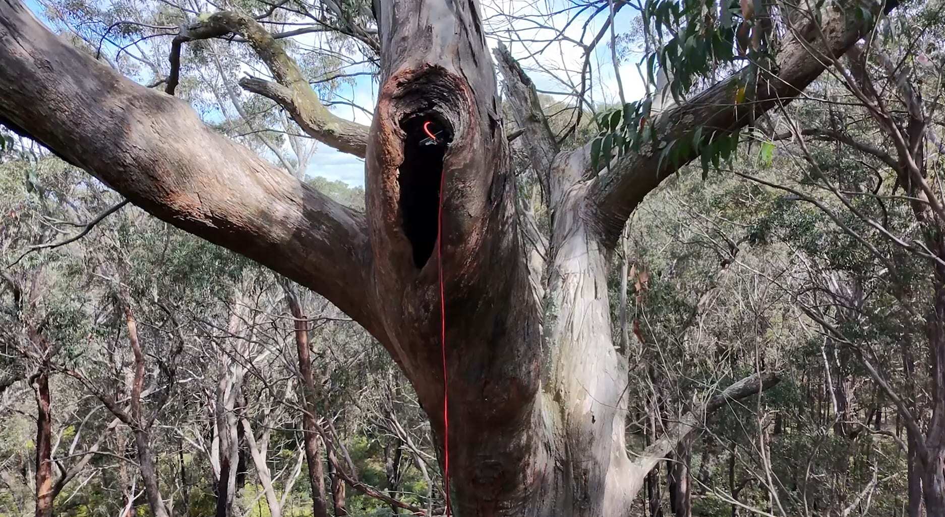 Exterior shot of a tree hollow containing a greater glider livestream.
A world-first livestream from inside the hollow of a greater glider family has filmed stunning parental behaviour never before witnessed.