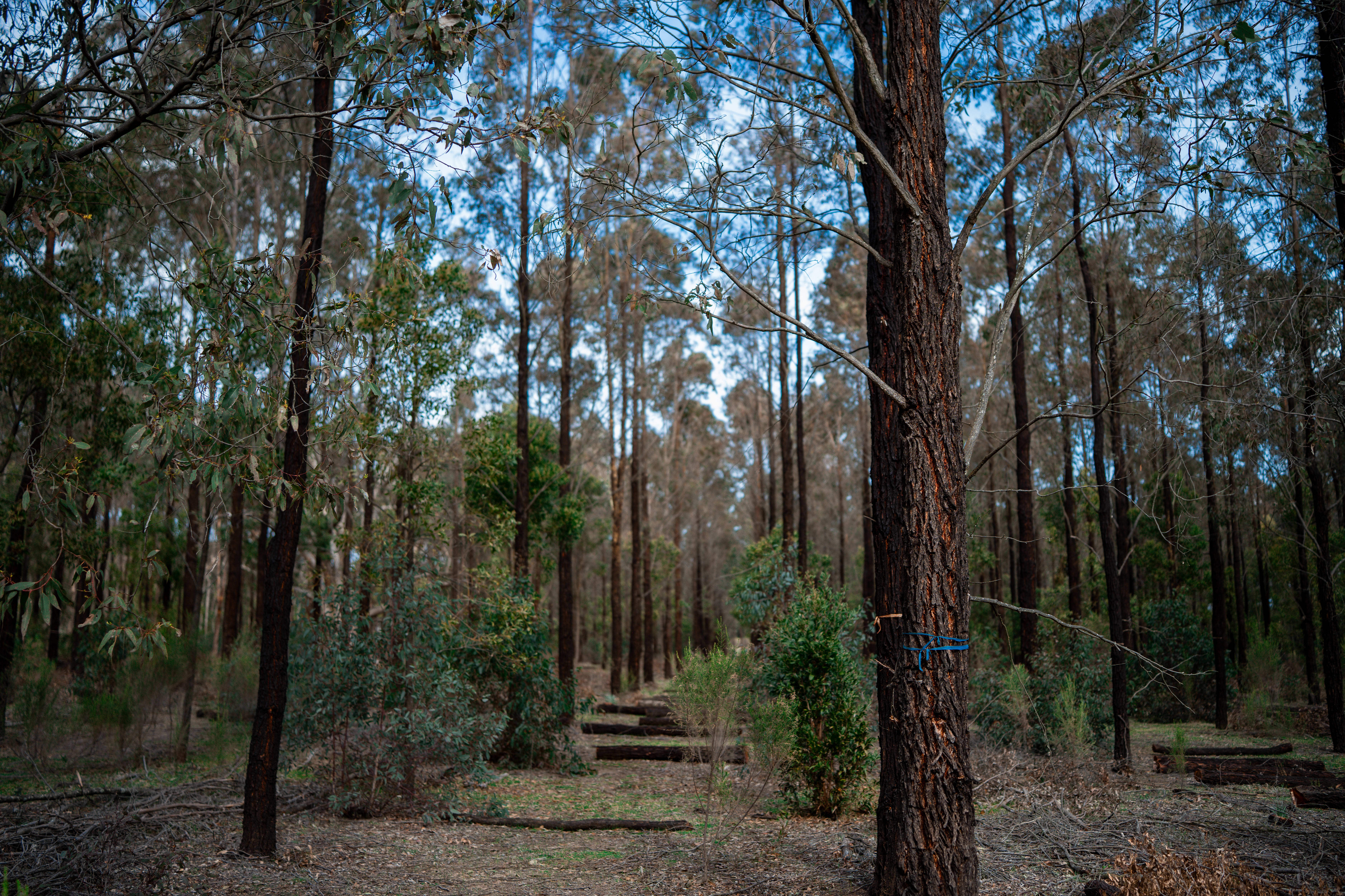 img_regenerative_forestry_plantation
