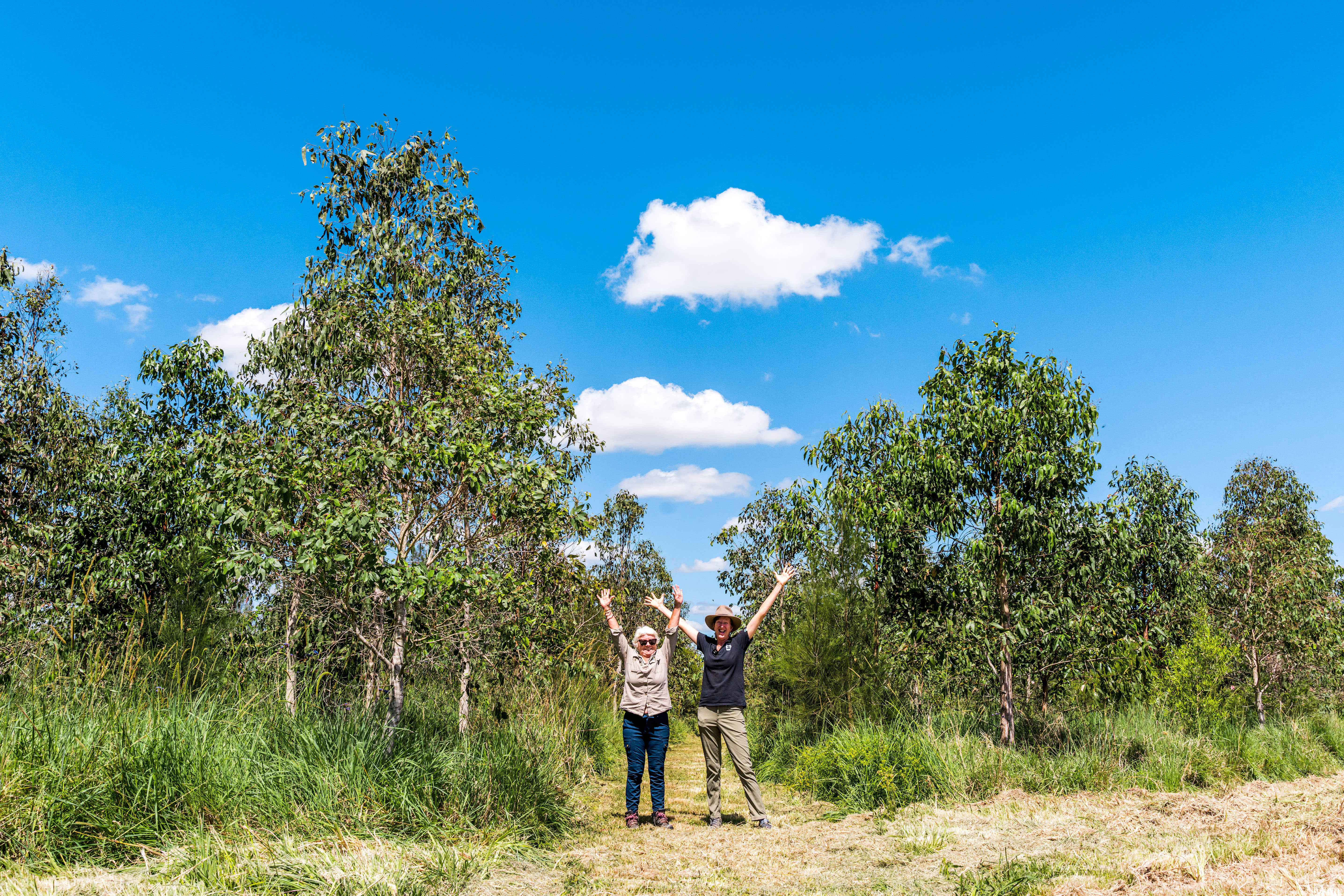 Linda Sparrow and Tanya Pritchard amongst planted trees.
Three years ago, Bangalow Koalas, with support from WWF, planted trees on a property on Tatham Road to restore koala habitat. Today, those plantings are thriving – and koalas are now using this corridor as a safe space to feed, rest and move between forests.