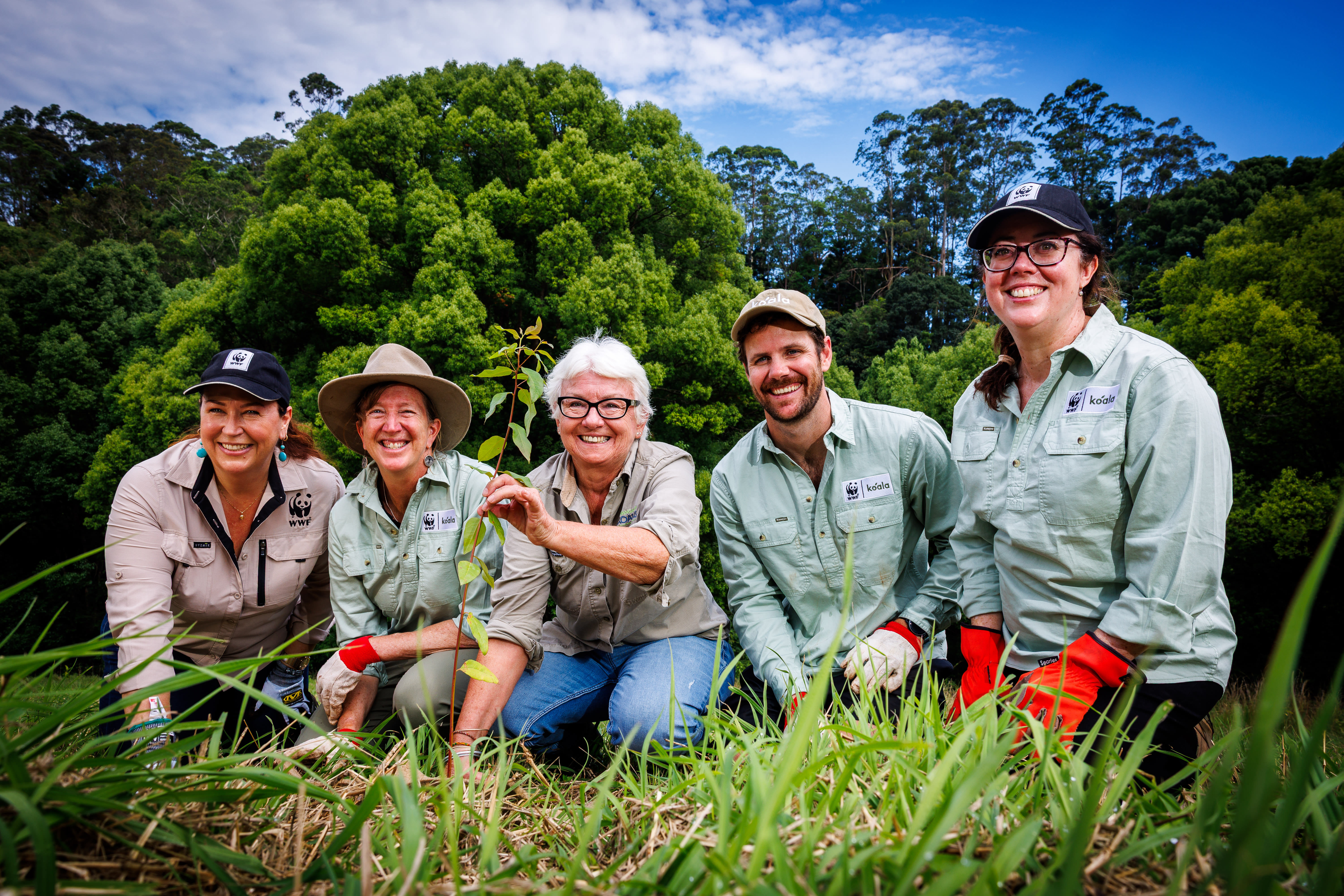 Volunteers plant native trees with Bangalow Koalas, November 15, 2025. Bangalow Koalas with support from WWF-Australia has planted the 500,000th tree.