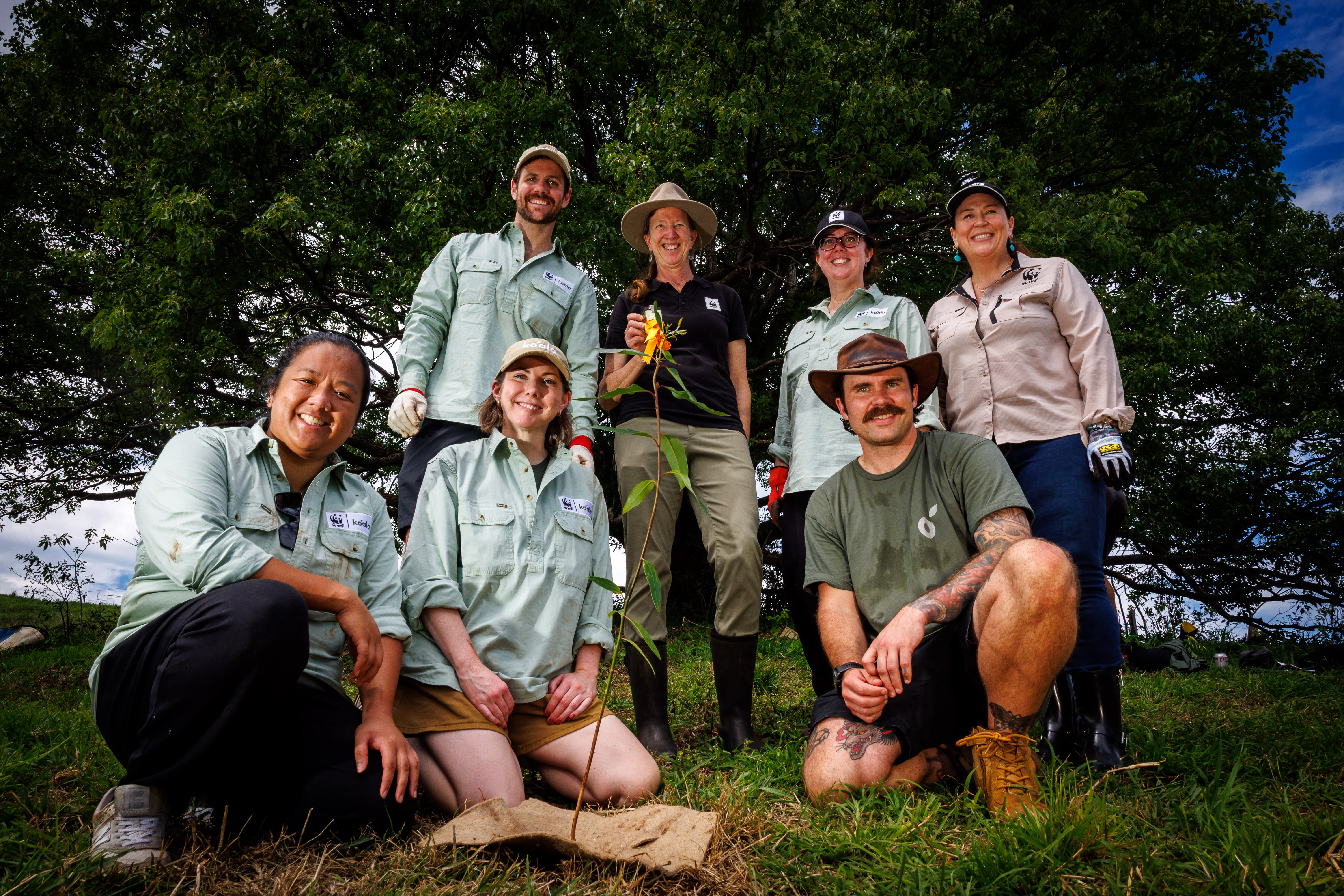 Volunteers plant native trees with Bangalow Koalas, November 15, 2025