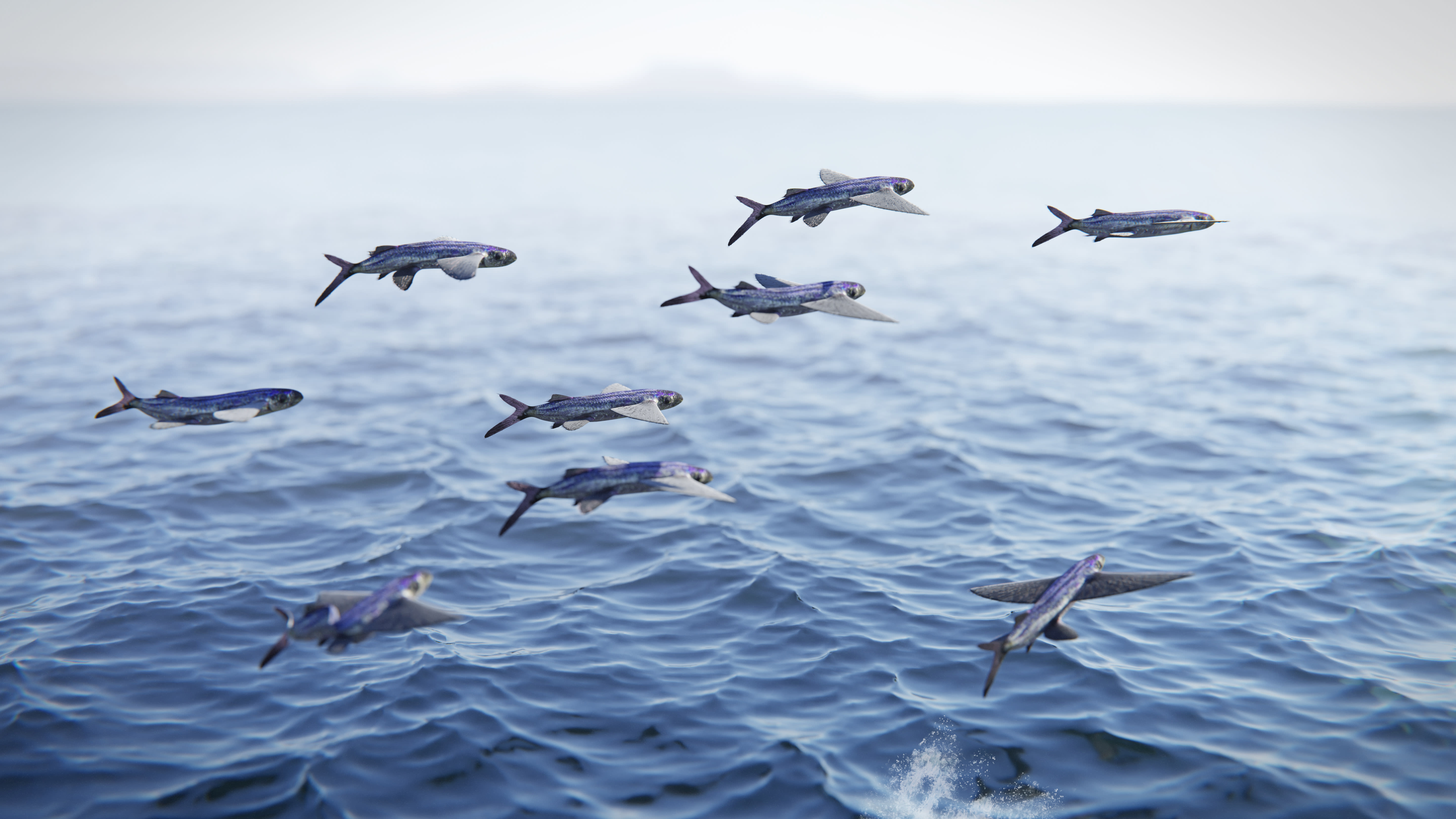 img_fish