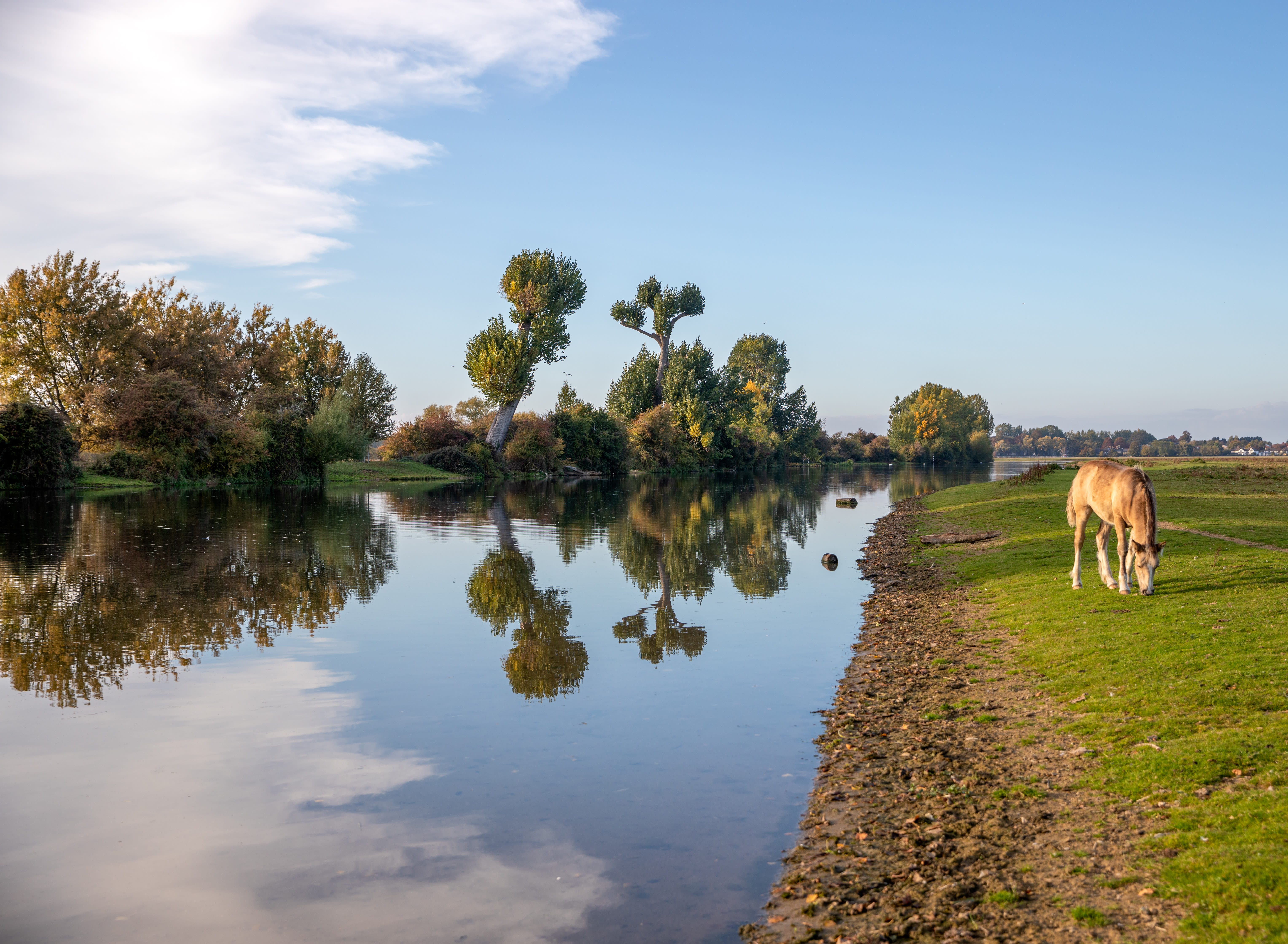 Stock: Pony by the River Thames at Port Meadow in Oxford with trees reflected in the water