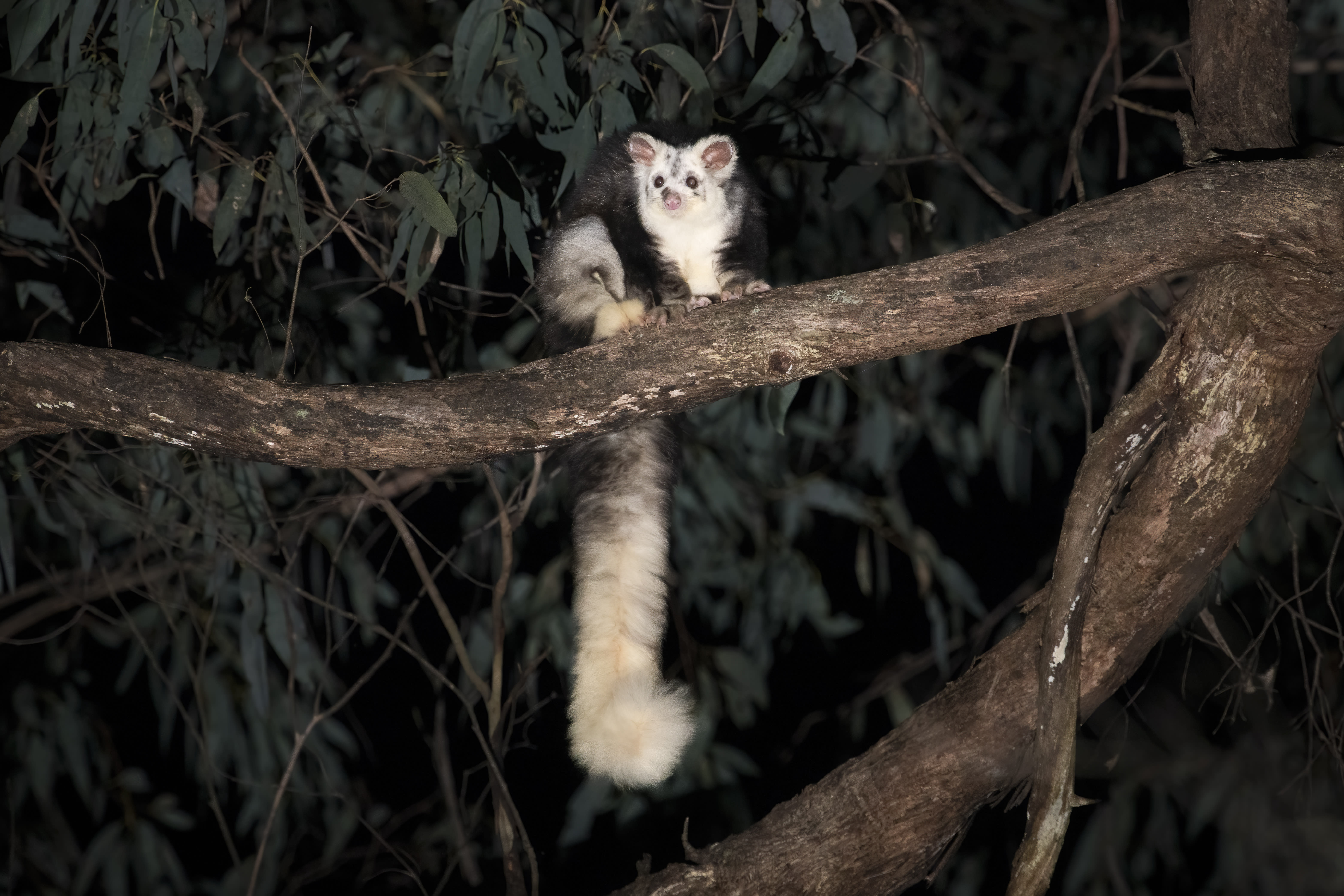 A photo of an endangered greater glider sitting on a tree branch at night. The greater glider is black, grey and white with a bushy tail hanging down from the branch.