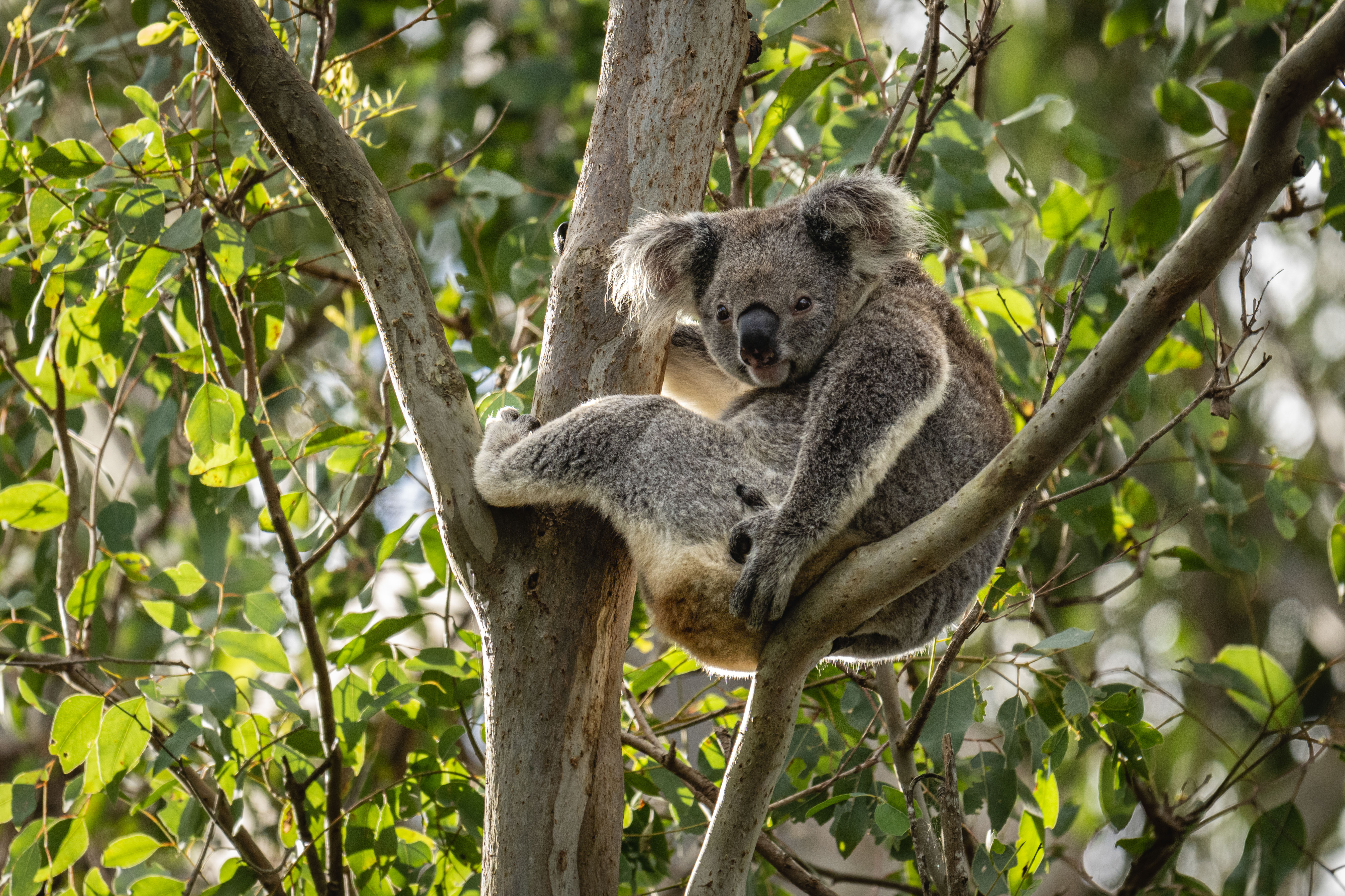 Lismore, New South Wales, Australia. In the mature Eucalypt trees near Lismore, some koalas are very active at sunset, feeding on leaves. Under threat, their main challenge is to find enough suitable habitat as deforestation has led to a shrinkage of the available territory for these animals, making WWF-Australia’s initiative of creating koala friendly forests with landowners more relevant than ever.