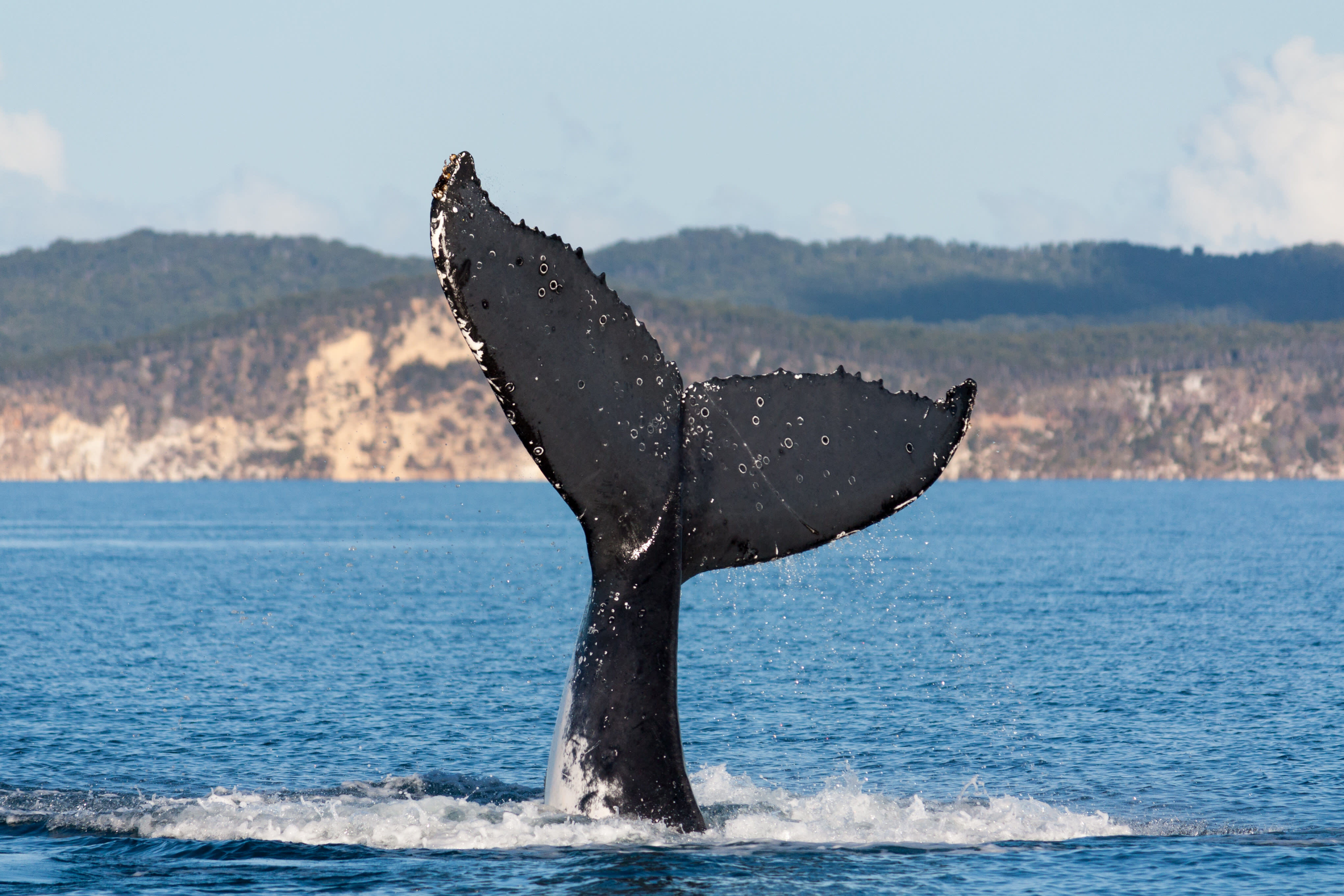 Whale tail img