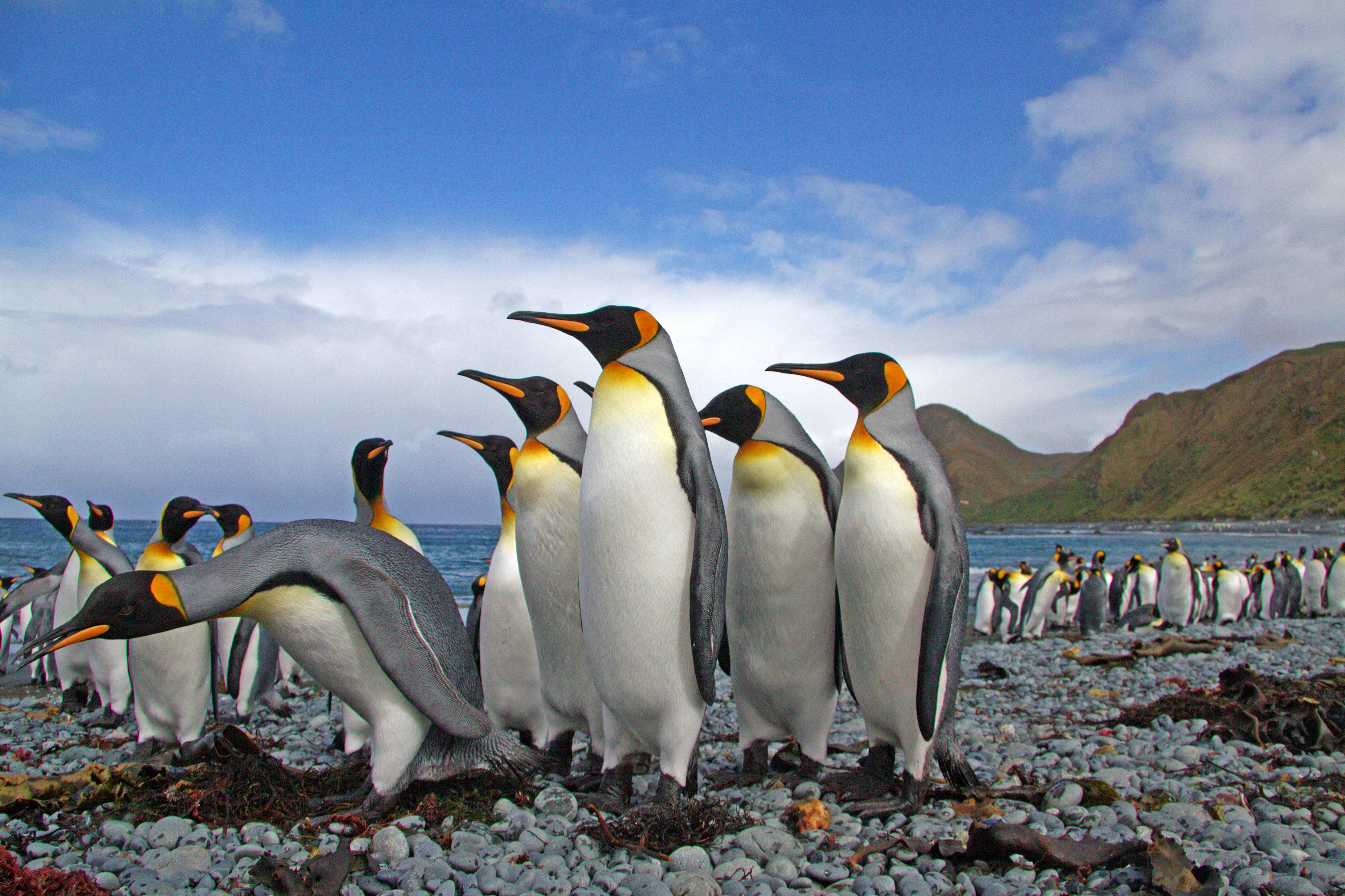 King Penguins on Macquarie Island.