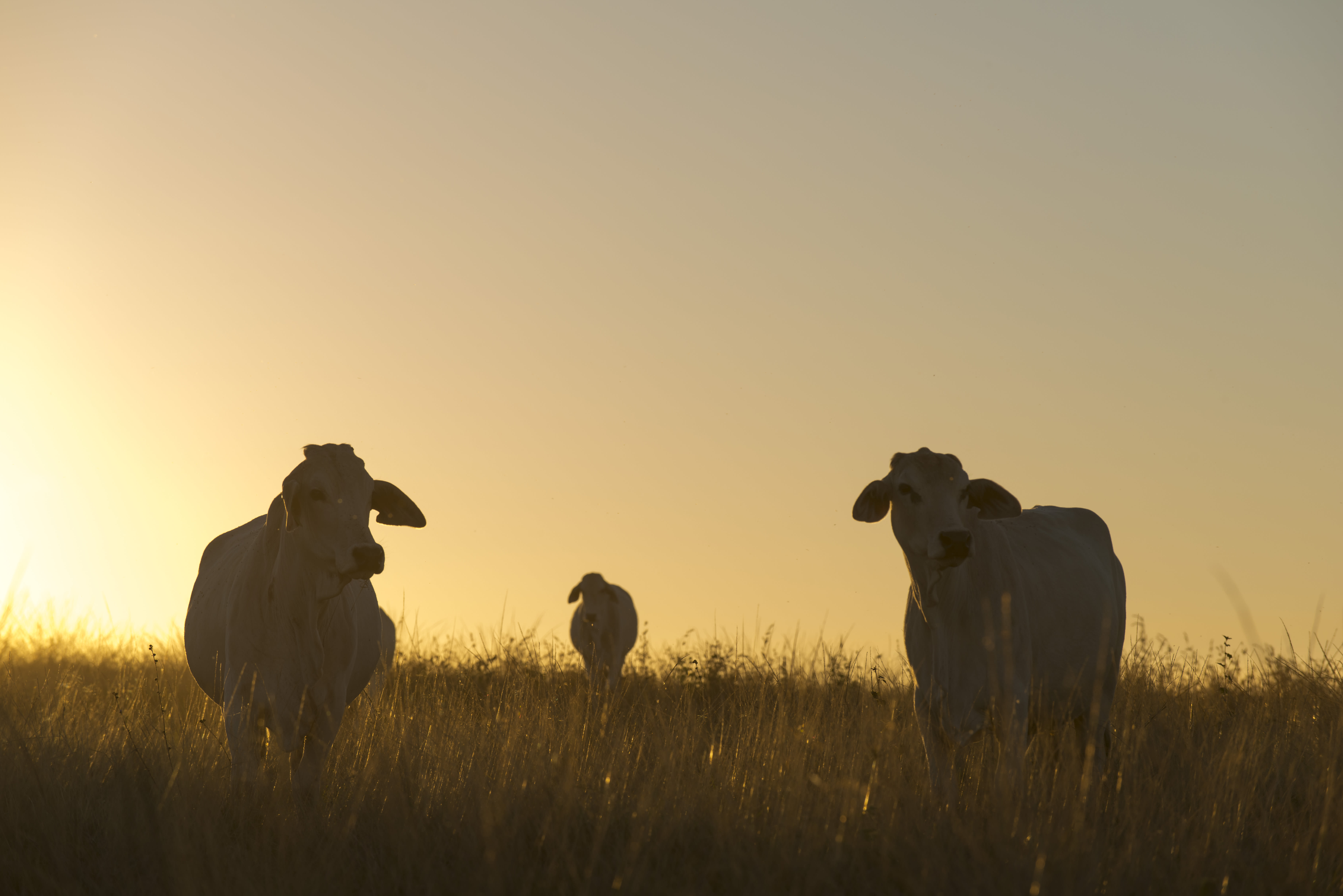 Brahman cross cattle grazing tropical pastures in North Queensland