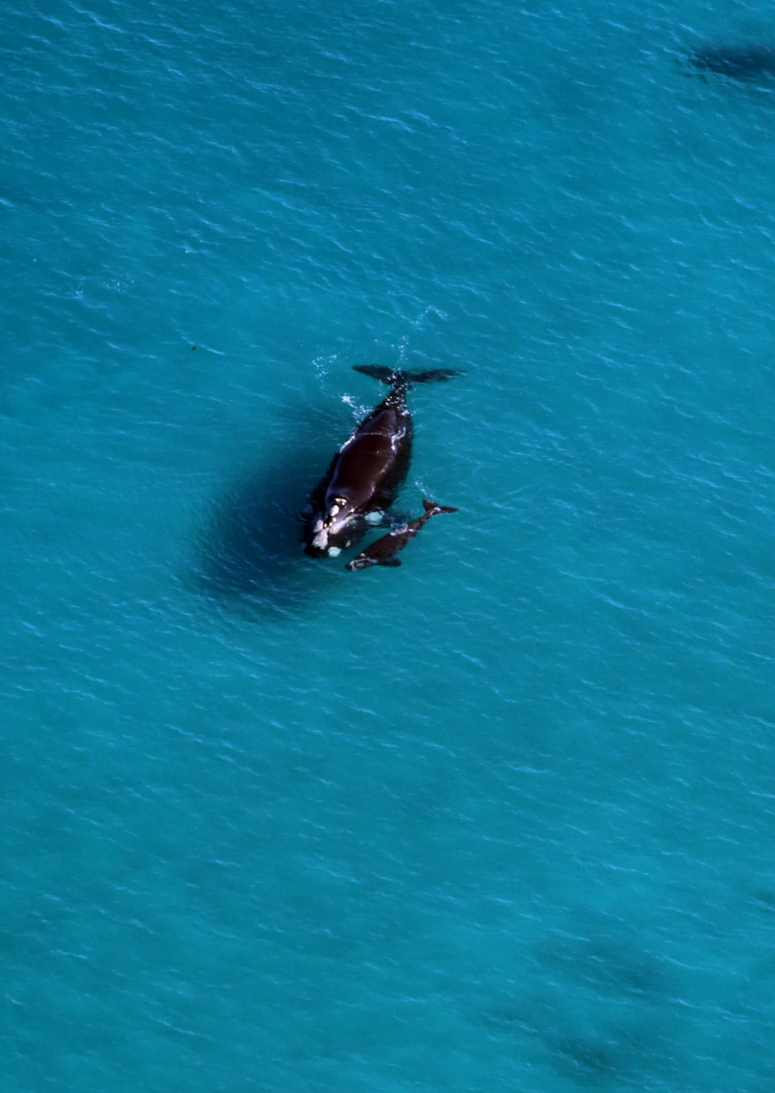 Southern right whale and calf. Logans Beach, Warrnambool