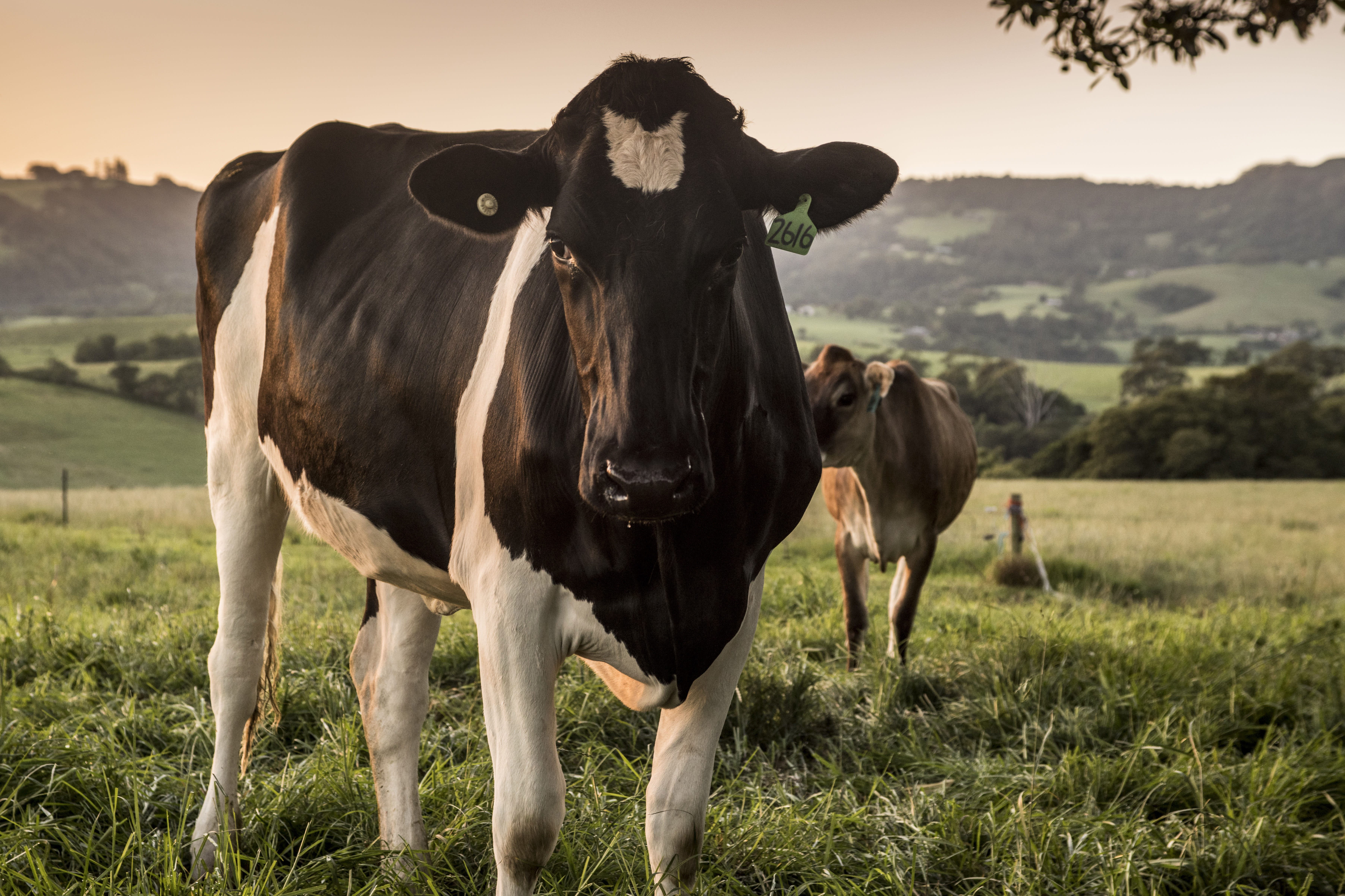 Cow on dairy farm in Jamberoo, New South Wales