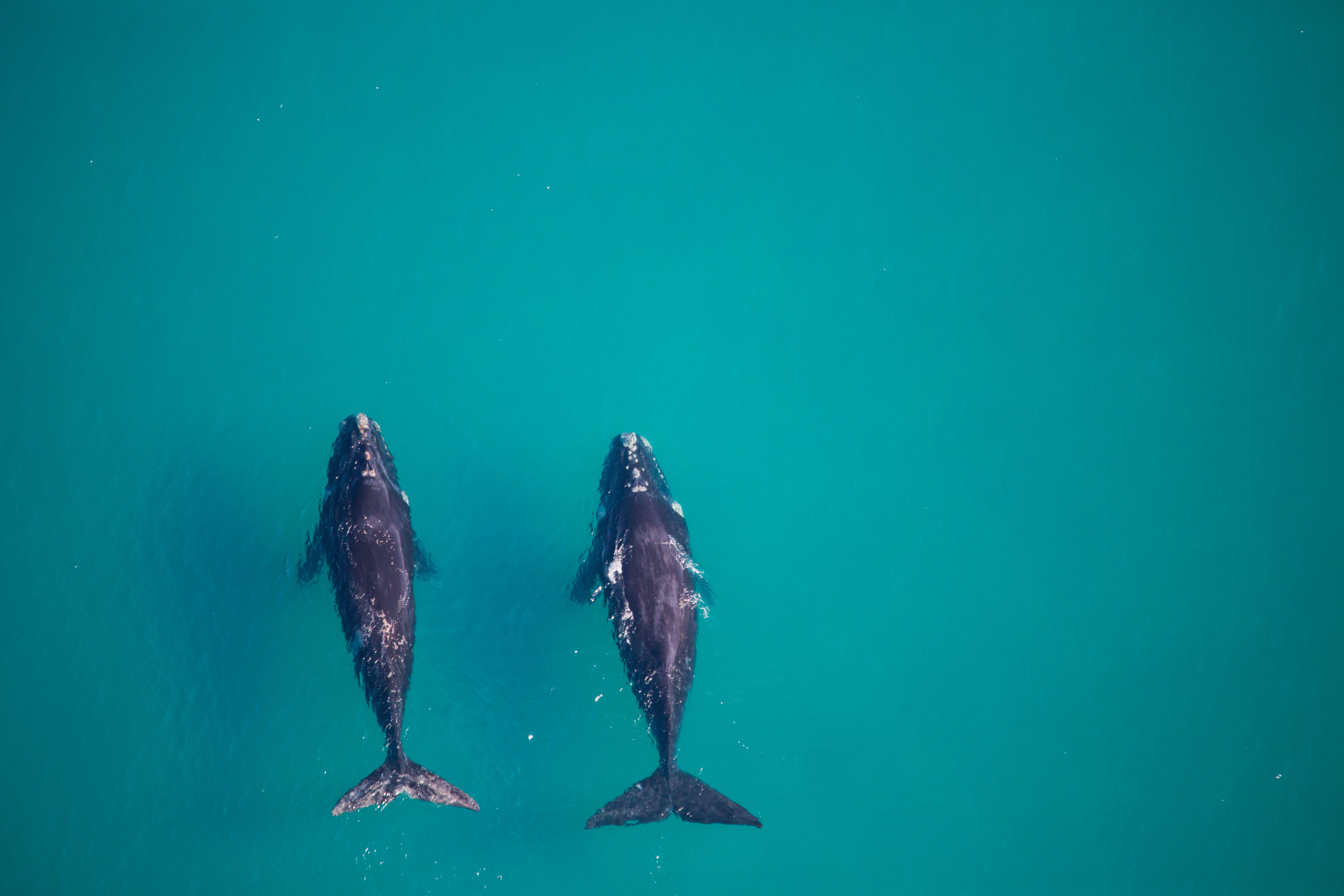Southern right whales (Eubalaena australis) Raymond Island Victoria