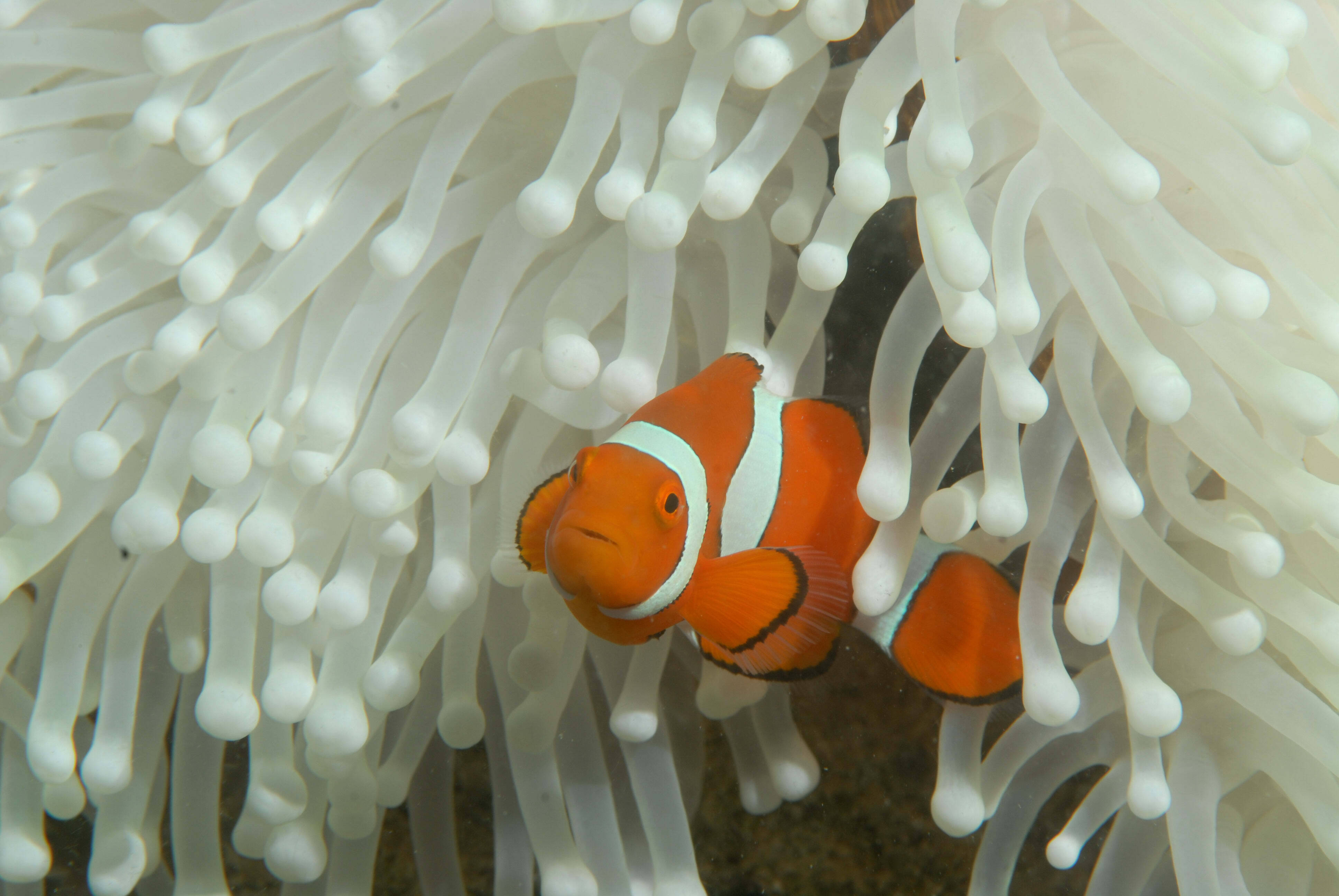 Bleached magnificent sea anemone (Heteractis magnifica) with clownfish (Amphiprion percula). Lizard Island, March 2016.