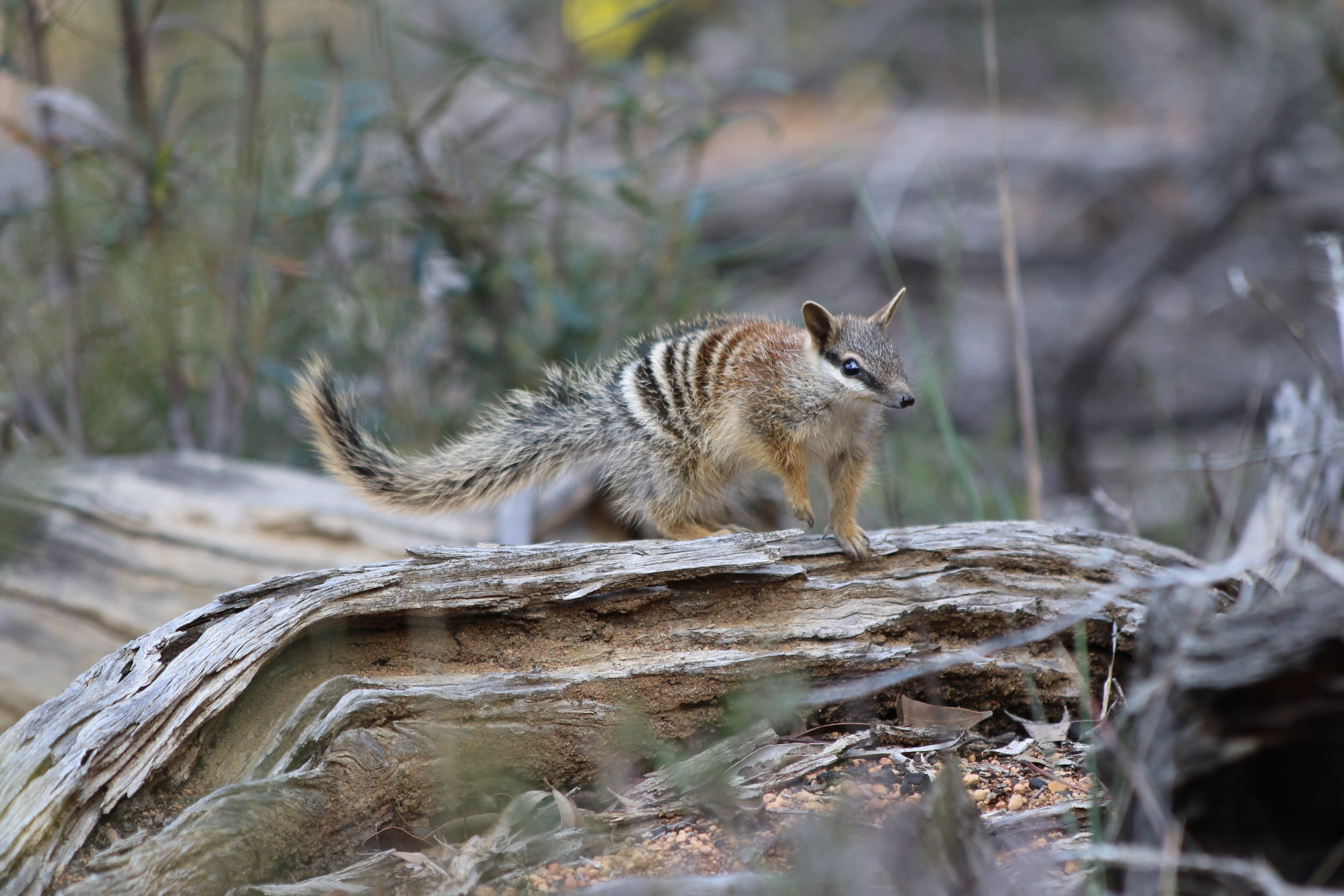 A numbat in Dryandra Woodland, Western Australia
