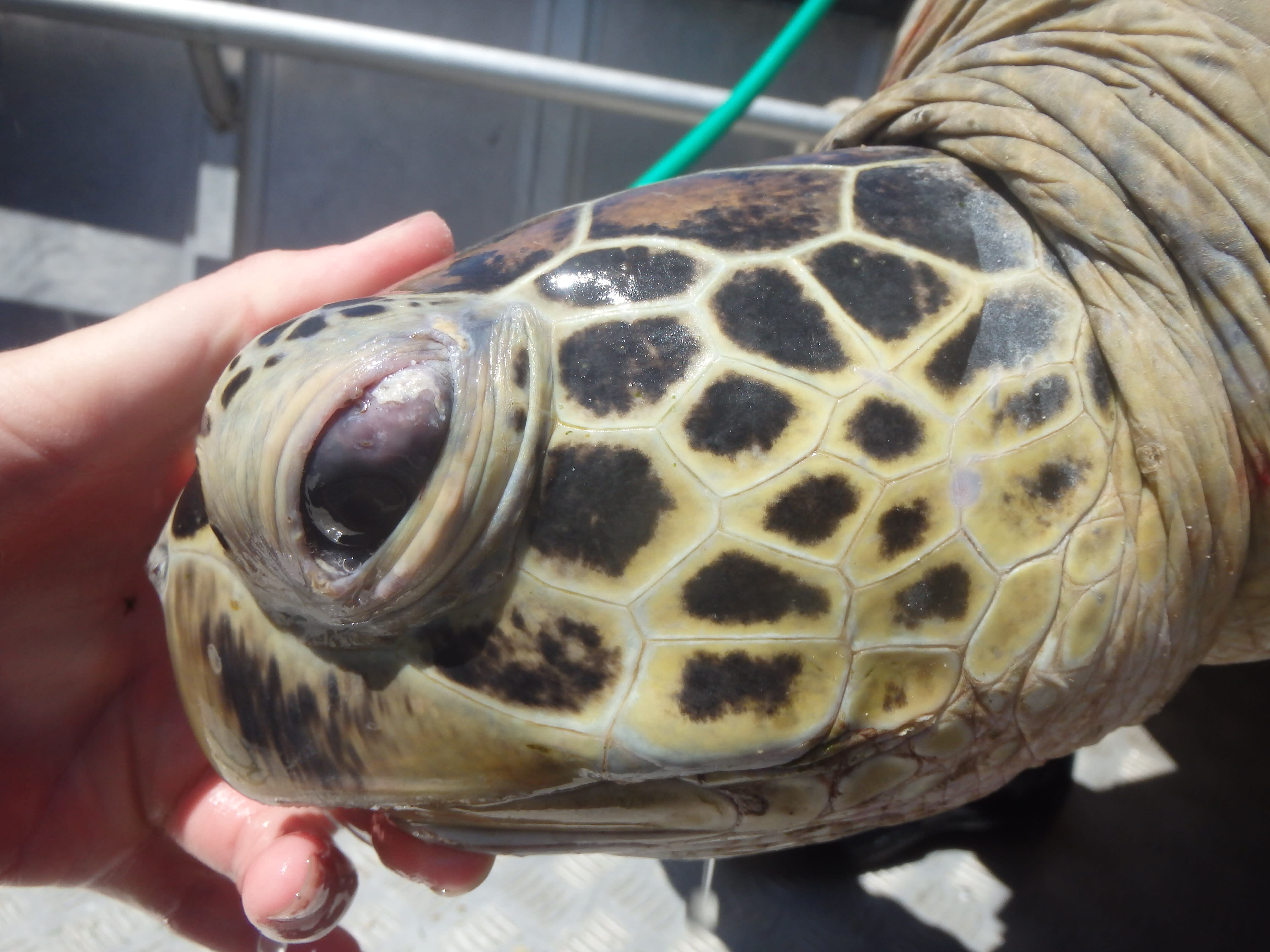 Close up of a green turtle with an eye infection.