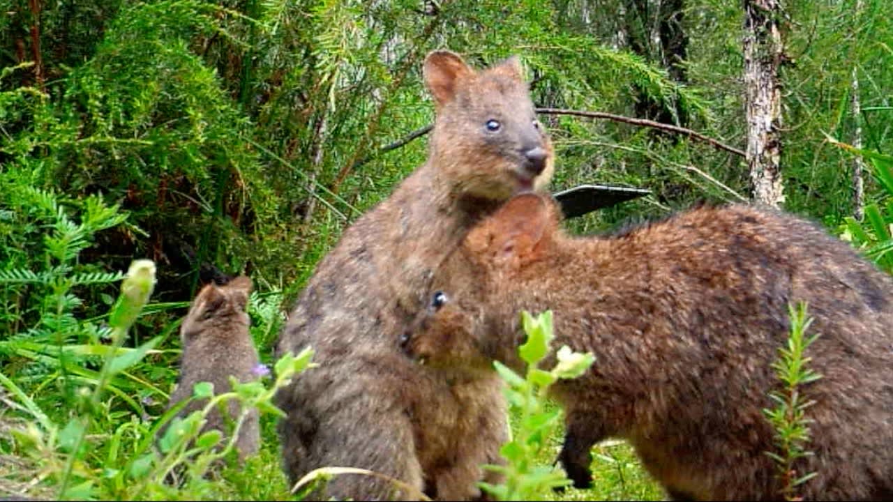 A young quokka joey discovered on sensor camera footage