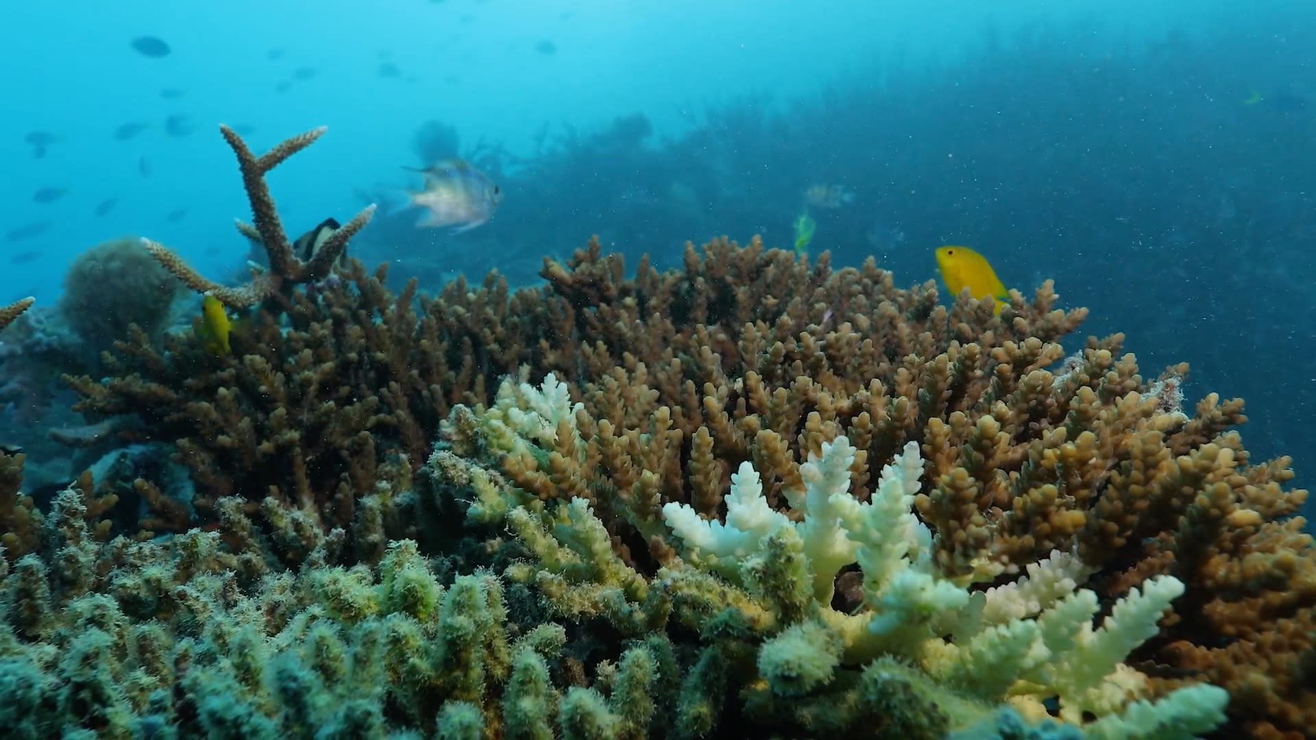 Coral with fish on Hardy Reef in the Great Barrier Reef