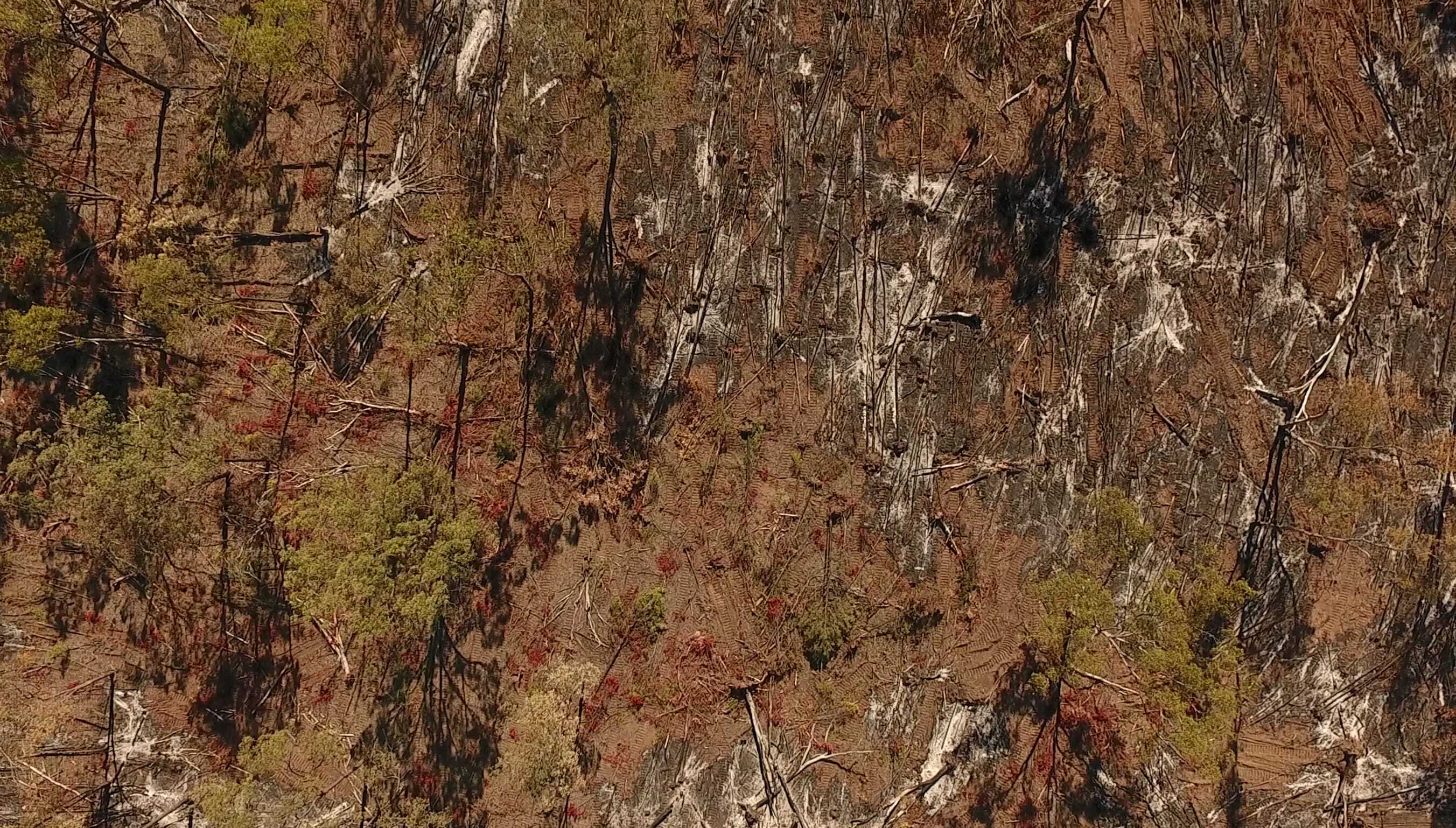 Tree thinning in the Miles area on the Western Downs. Queensland= May 2017. This image show the true devastating impact of tree thinning.  Photo supplied