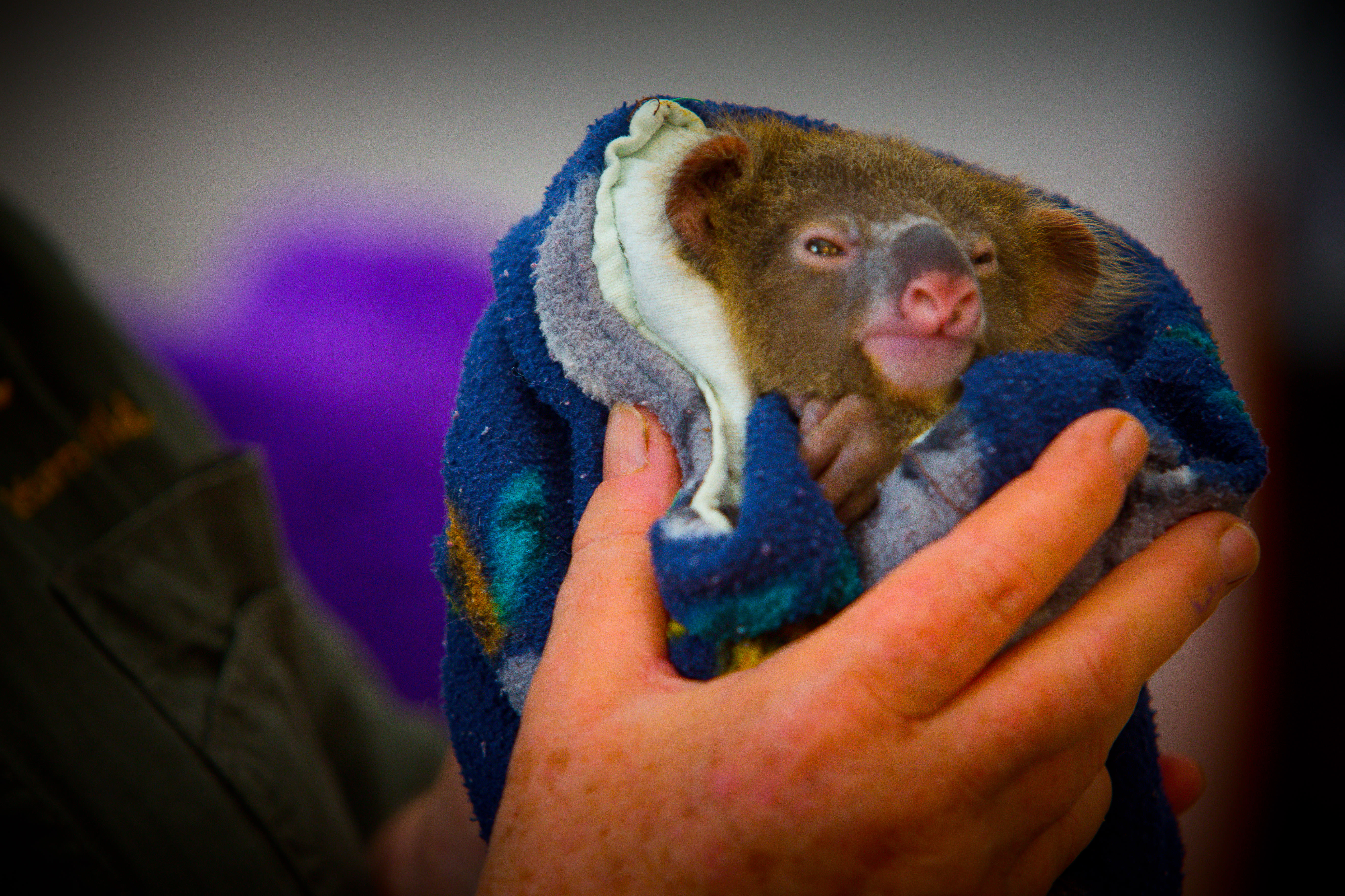 Koala joey being nursed