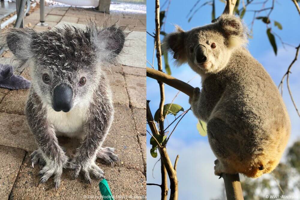 Raine the koala before and after her recovery journey