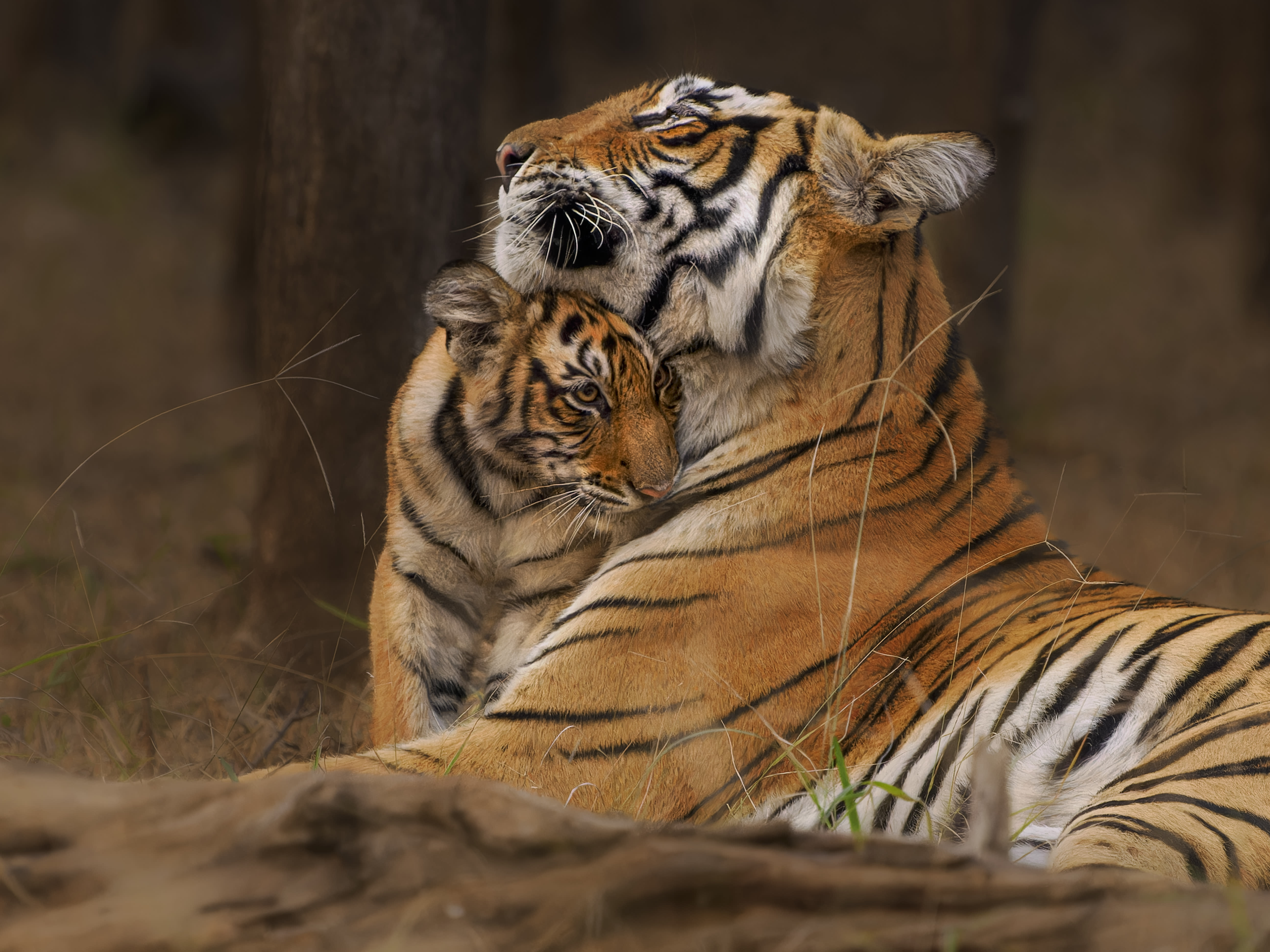 GTIF Blog: Tiger Image 1