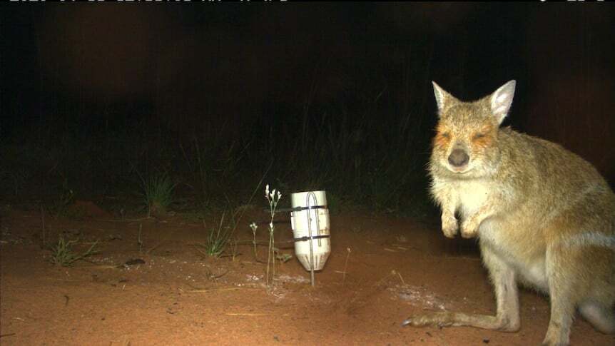 Spectacled hare-wallaby on a sensor camera image