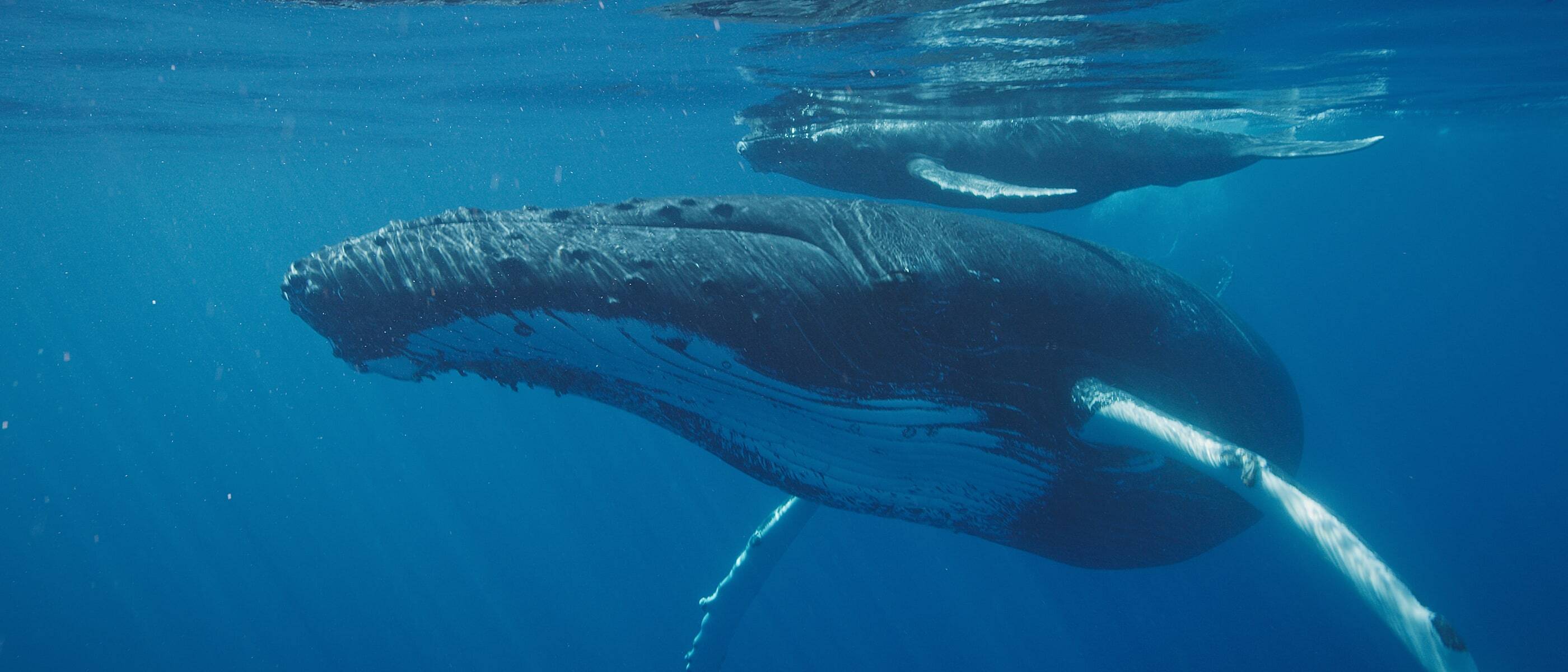Regenerative Saltwater - WWF-Australia. Our program of work to protect oceans and species in the southern hemisphere.