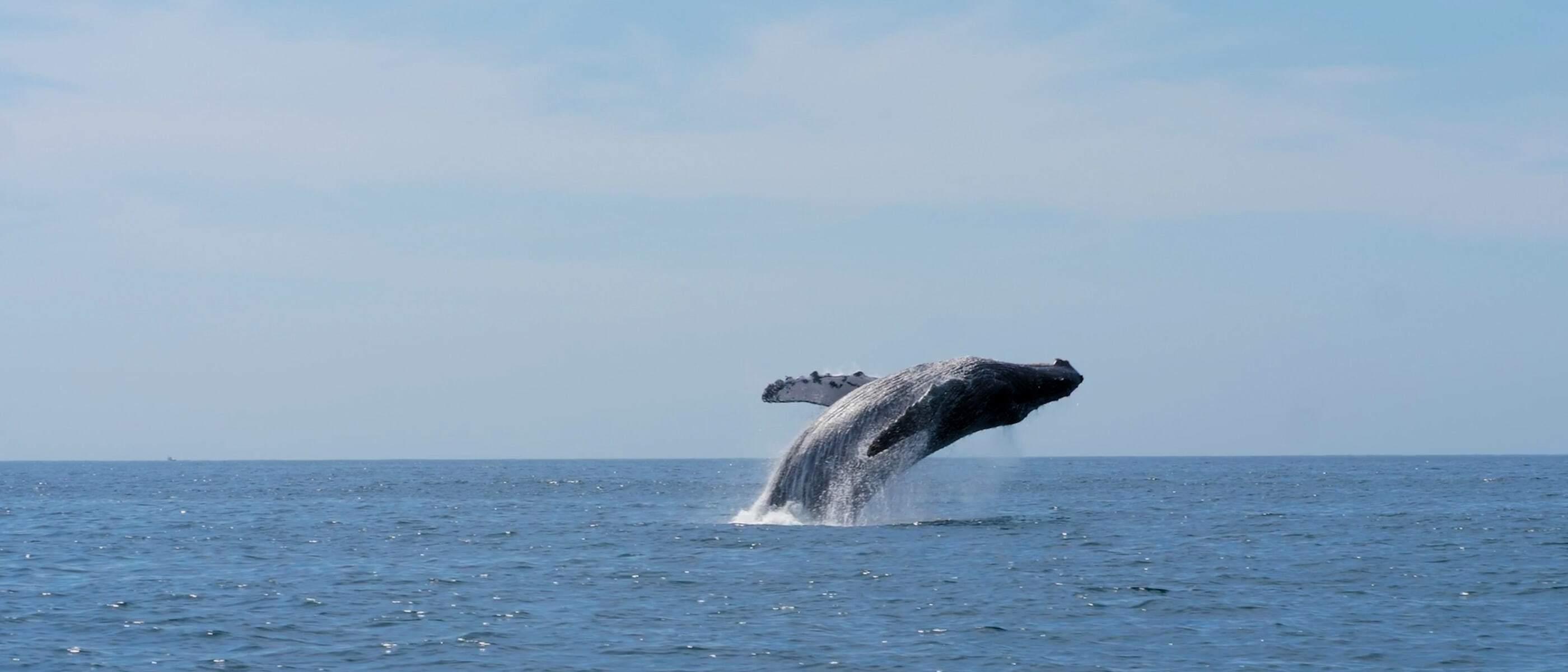Compilation video of humpback whales