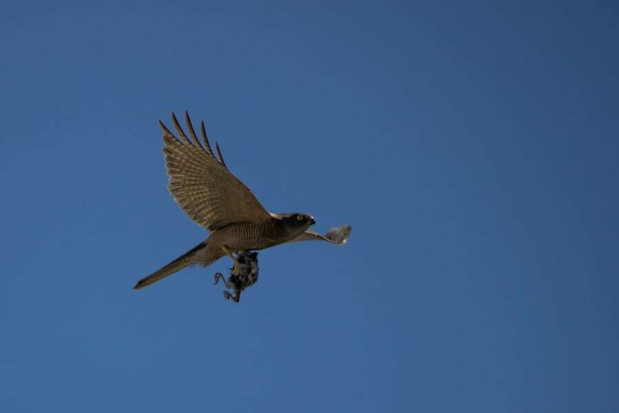 Stock image of Australian Brown Goshawk Bird