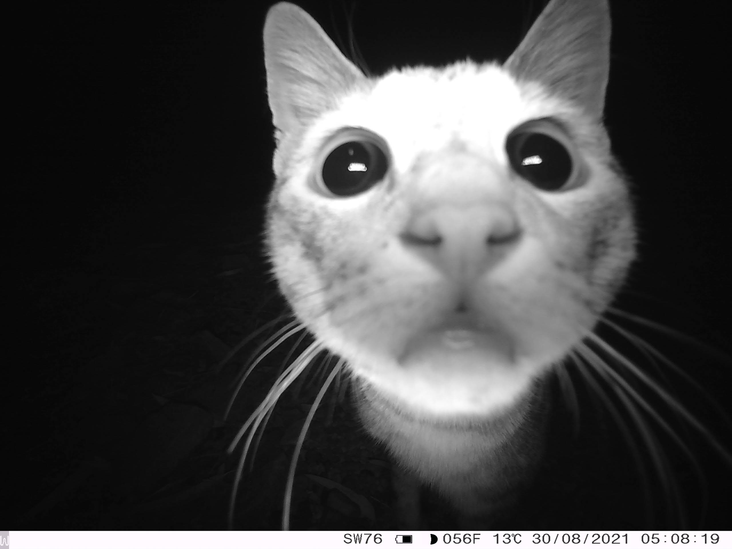 Feral cat caught on camera trap in Wilinggin IPA (Karunjie/Durack)