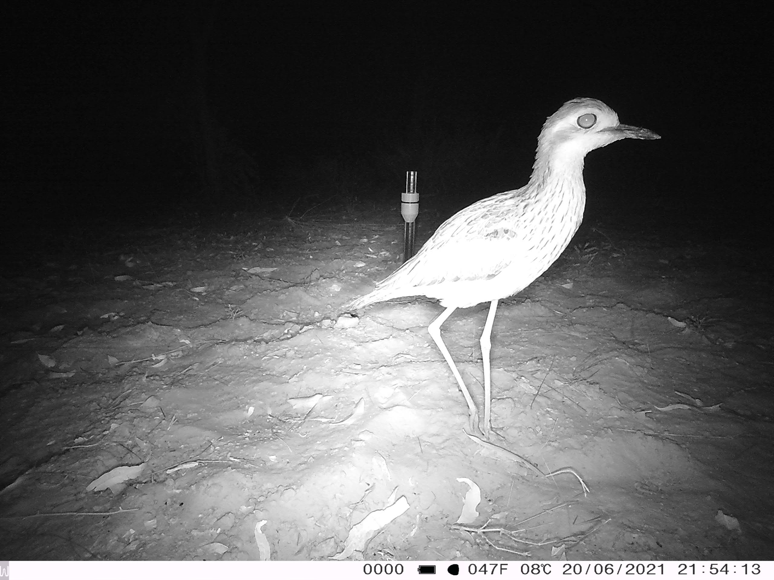 Bush stone-curlew (Burhinus grallarius). Wilinggin IPA (Karunjie/Durack)