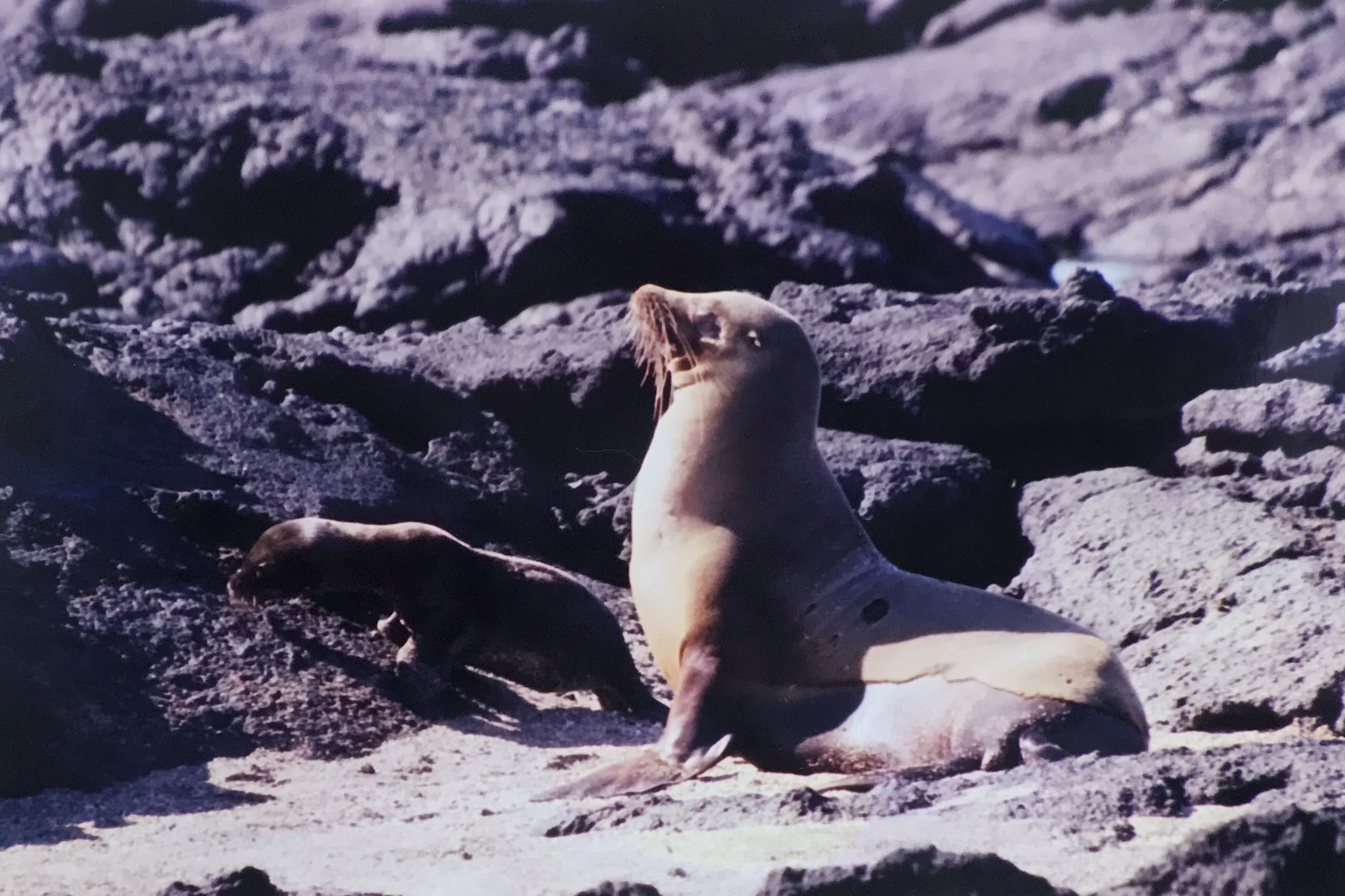 The Galapagos Islands