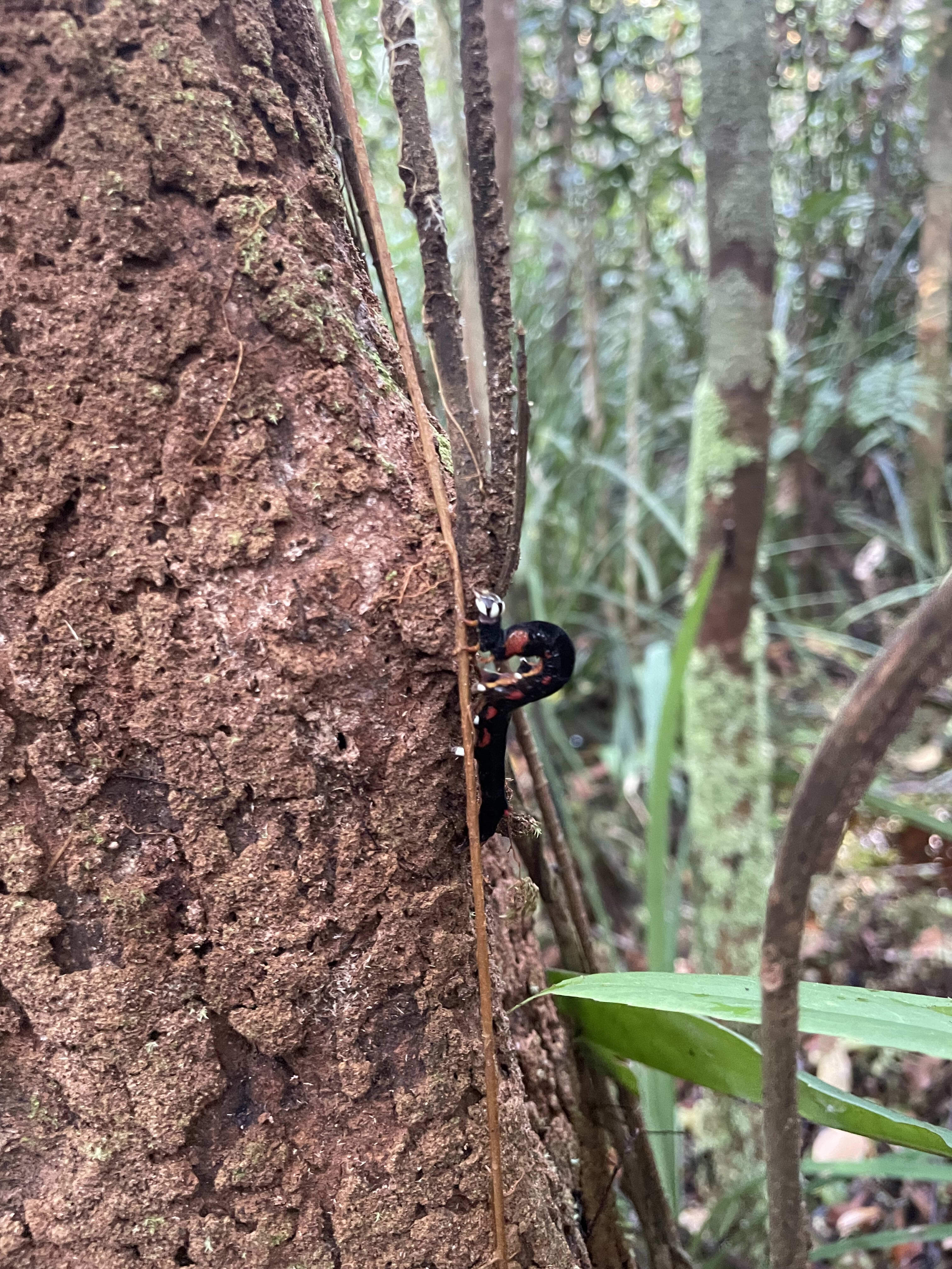 A black and red caterpillar crawls up a brown tree trunk in a forest environment.