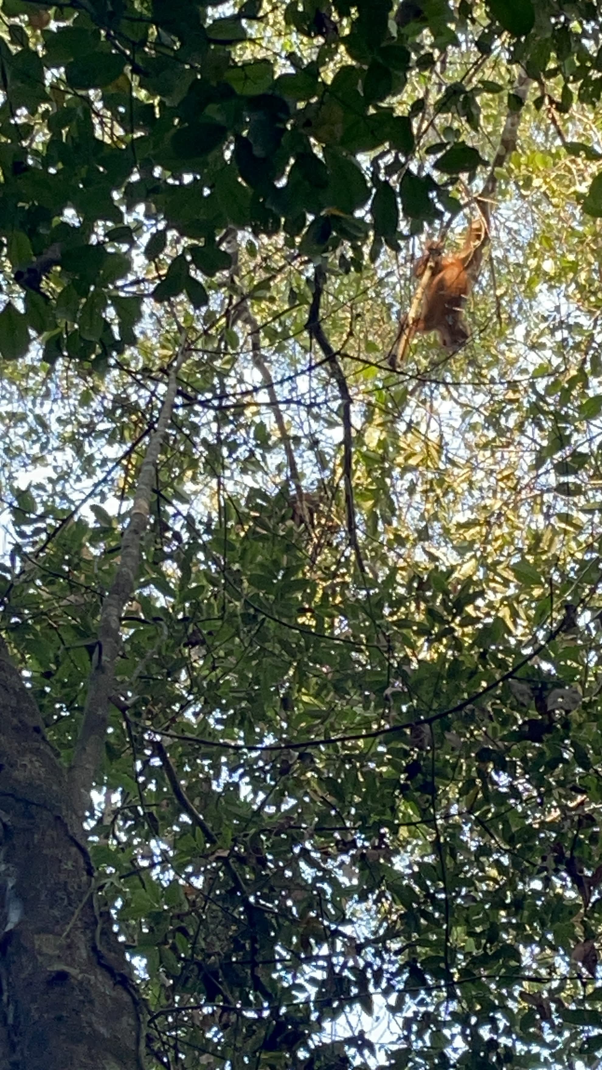 Looking up through forest trees and leaves to an orangutan in the branches.