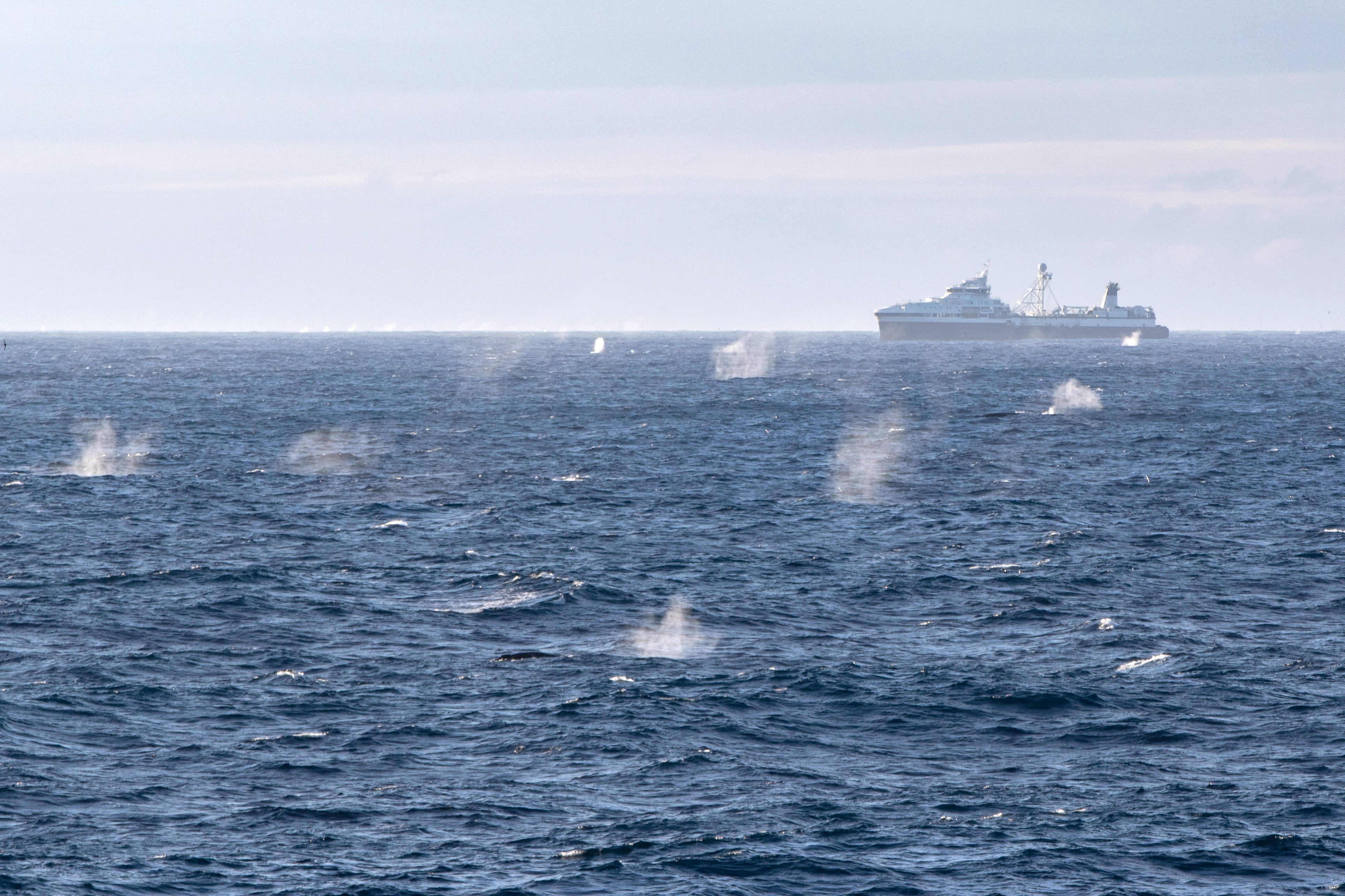 The krill fishing vessel Antarctic Endurance towing gear into an extremely large group of fin whales 25 km north of Coronation Island on 13 January 2022. There were estimated to be between 500 and 1200 fin whales, with some blue and humpback whales in this aggregation.