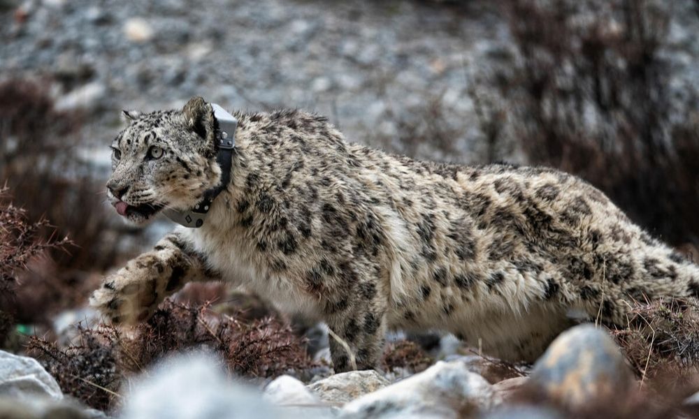 Snow leopard