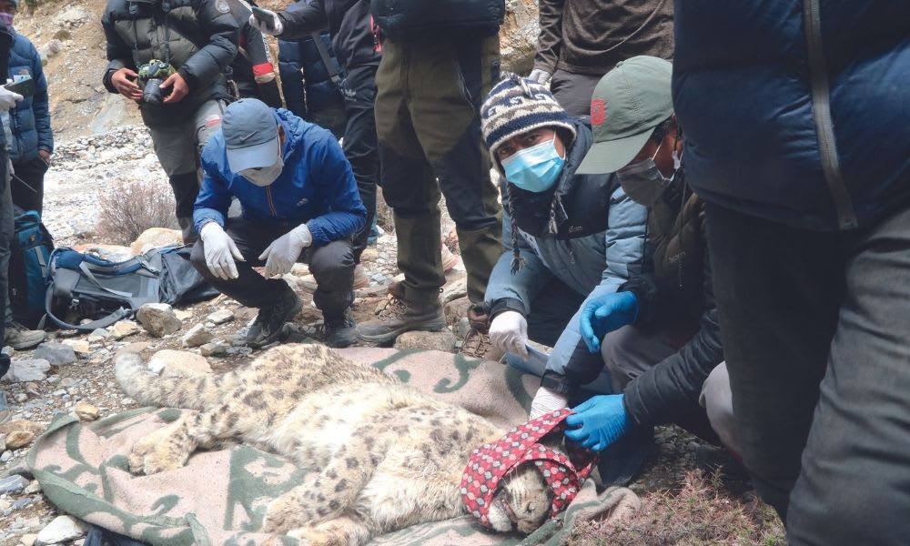 Fitting the tracking collar to the sedated snow leopard