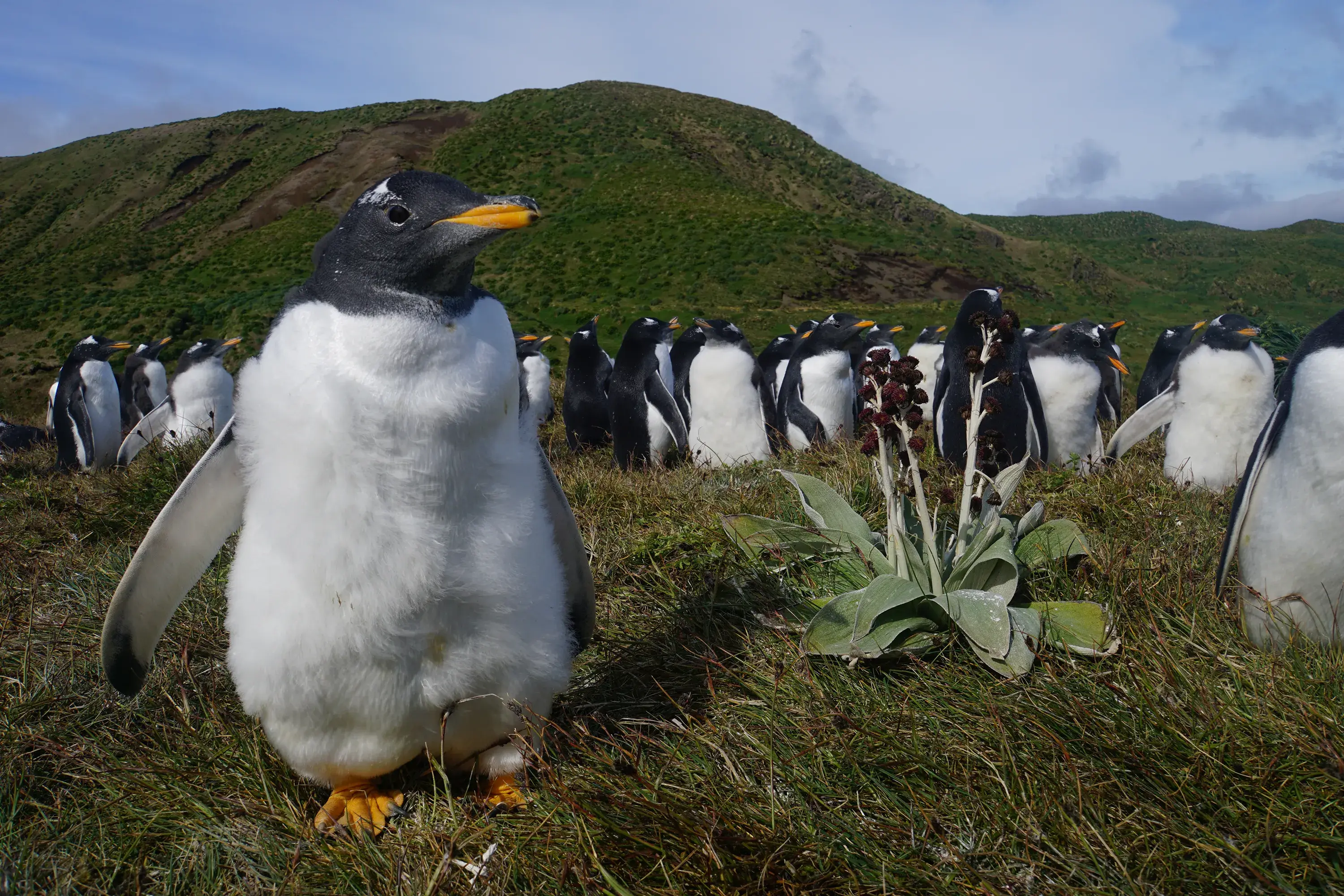 Image shows multiple gentoo penguins on Macquarie Island against a dark green mountain background with blue sky and thin white clouds. One penguin is close up to the camera taking up most of the left side of the image with its white torso to camera.